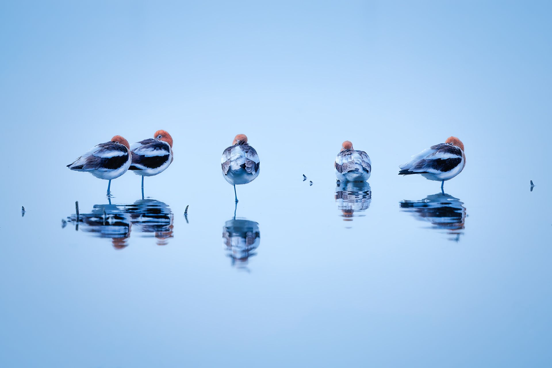 water, bird, reflection, mirror, lake, river, get together, party, duck, spring, Zhao Huapu