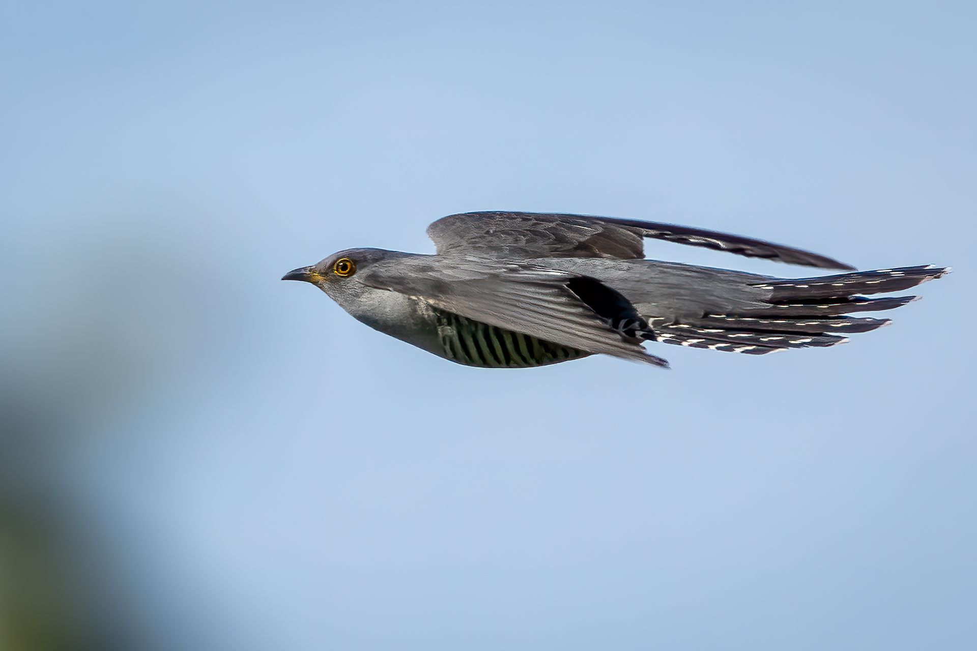 cuckoo; bird; flying; nature, Sibé