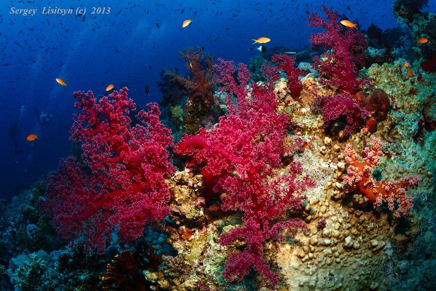 море, мягкие кораллы, красное., Sergey Lisitsyn