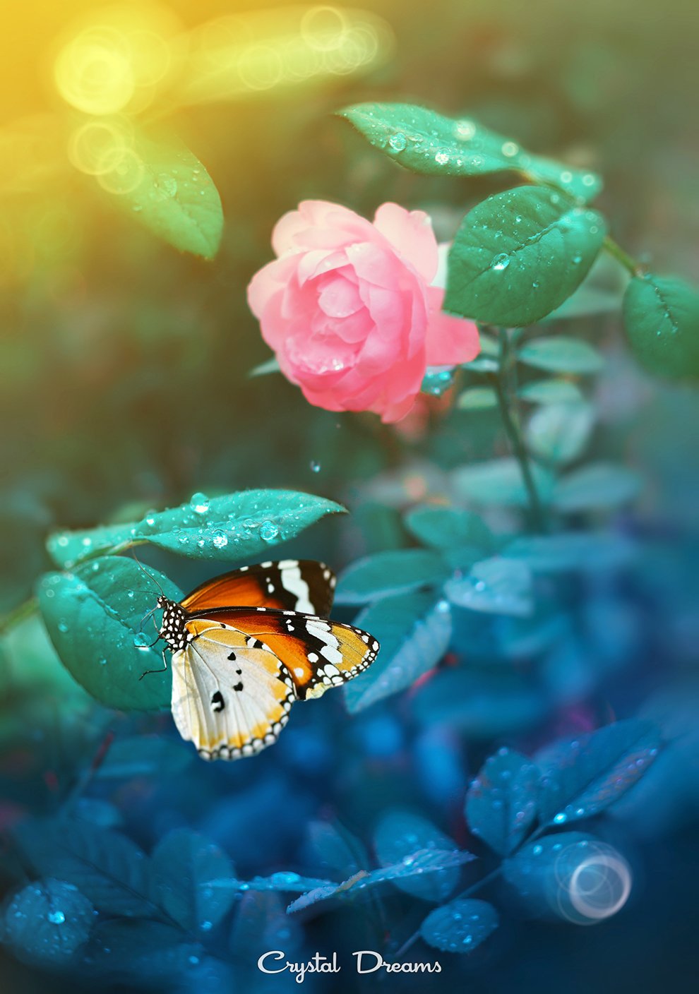 Butterfly, Color, Drops, Flowers, Leaves, Macro, Summer, Sunset, Татьяна Крылова