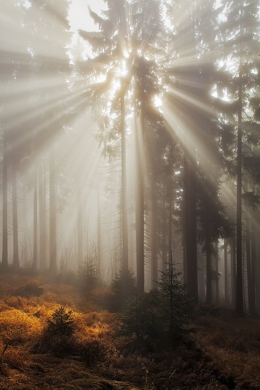 Autumn, Czech republic, Fall, Forest, Light, Mist, Rays, Sun, Martin Rak