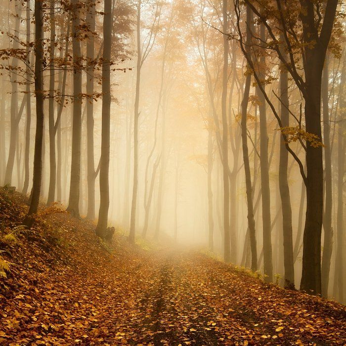 Autumn, Autumn colors, Autumn forest, Czech republic, Fog, Forest, Forest road, Mist, Ore mountains, Daniel Řeřicha
