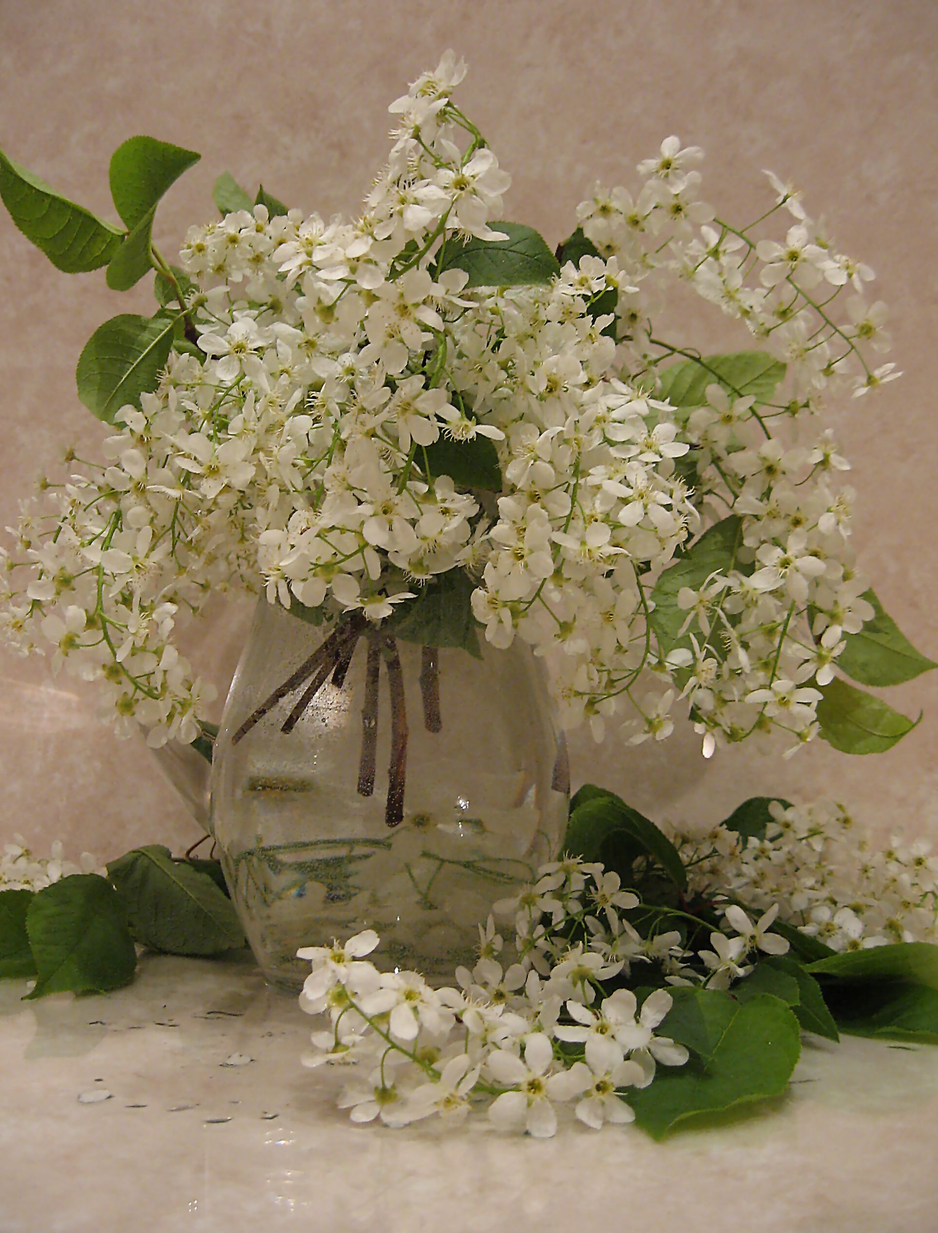 цветы, букет, ветки, черёмуха, кувшин, чтекло, Наталия Тихомирова