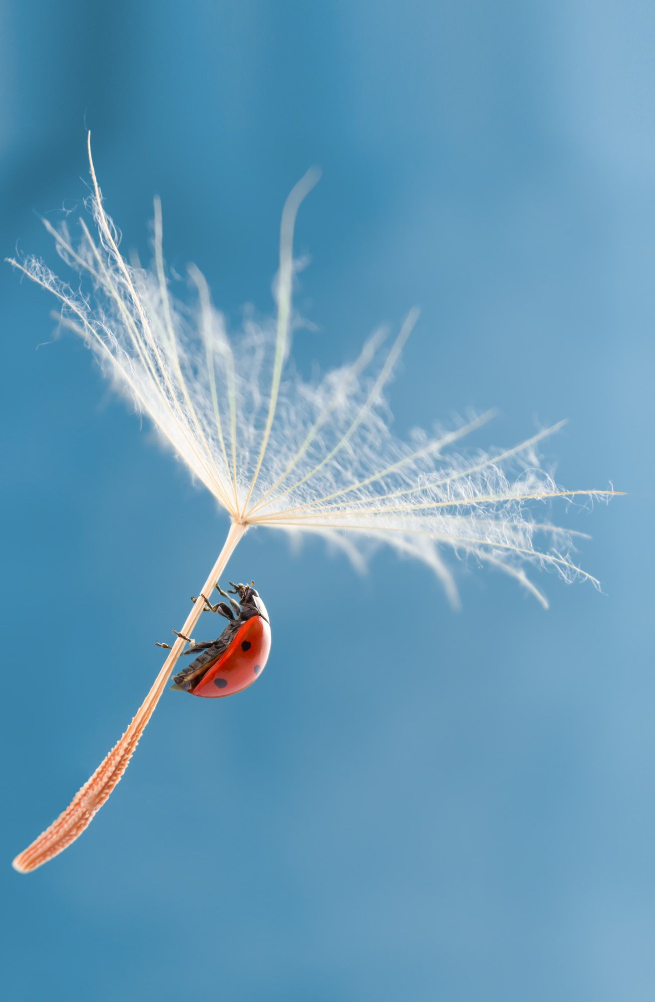 #ladybug #insect #macro #nature #dandelion #macrophotography #wallpaper #background #backdrop, Вікторія Крулько