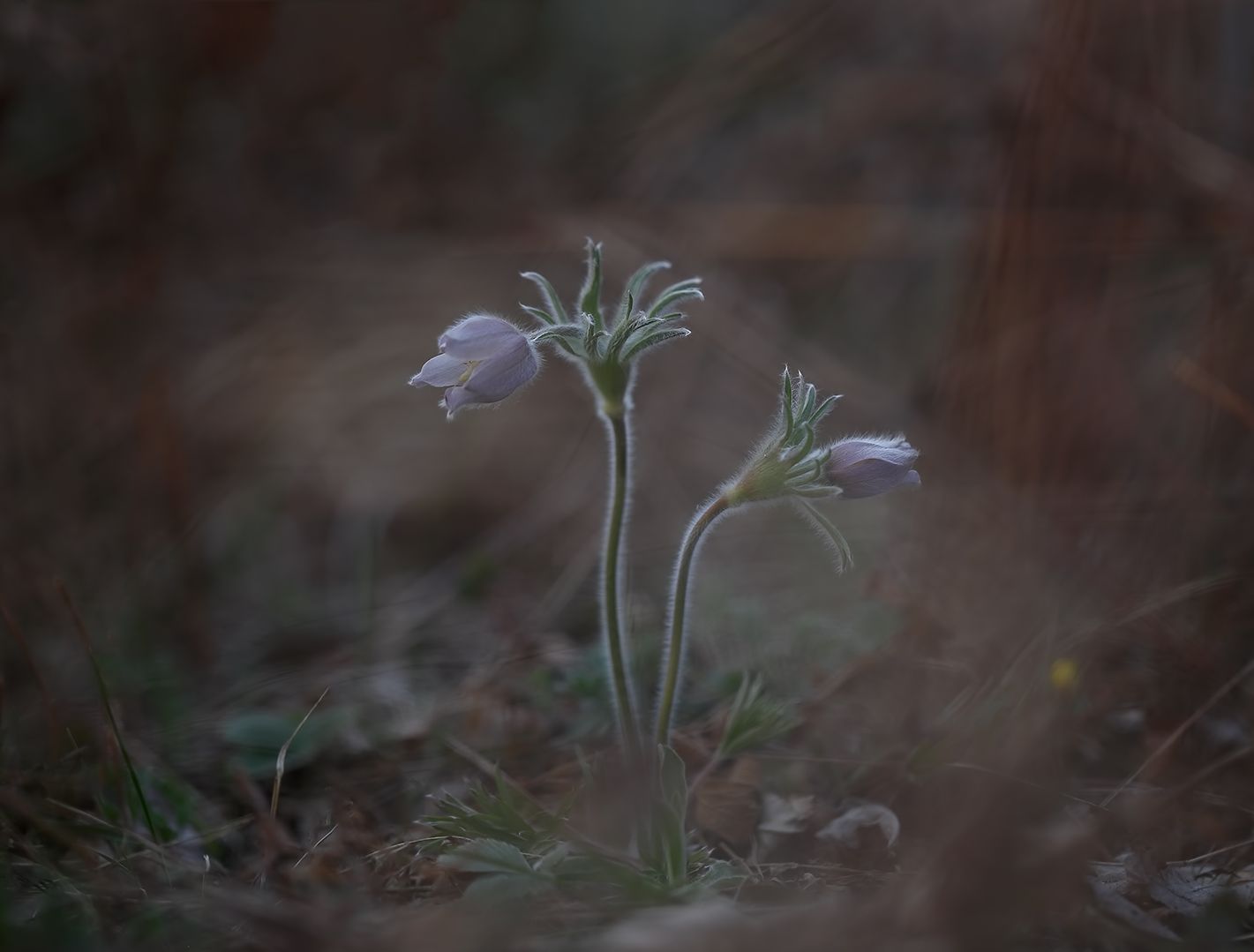 цветы, сон-трава, весна, Евгений Паршуков