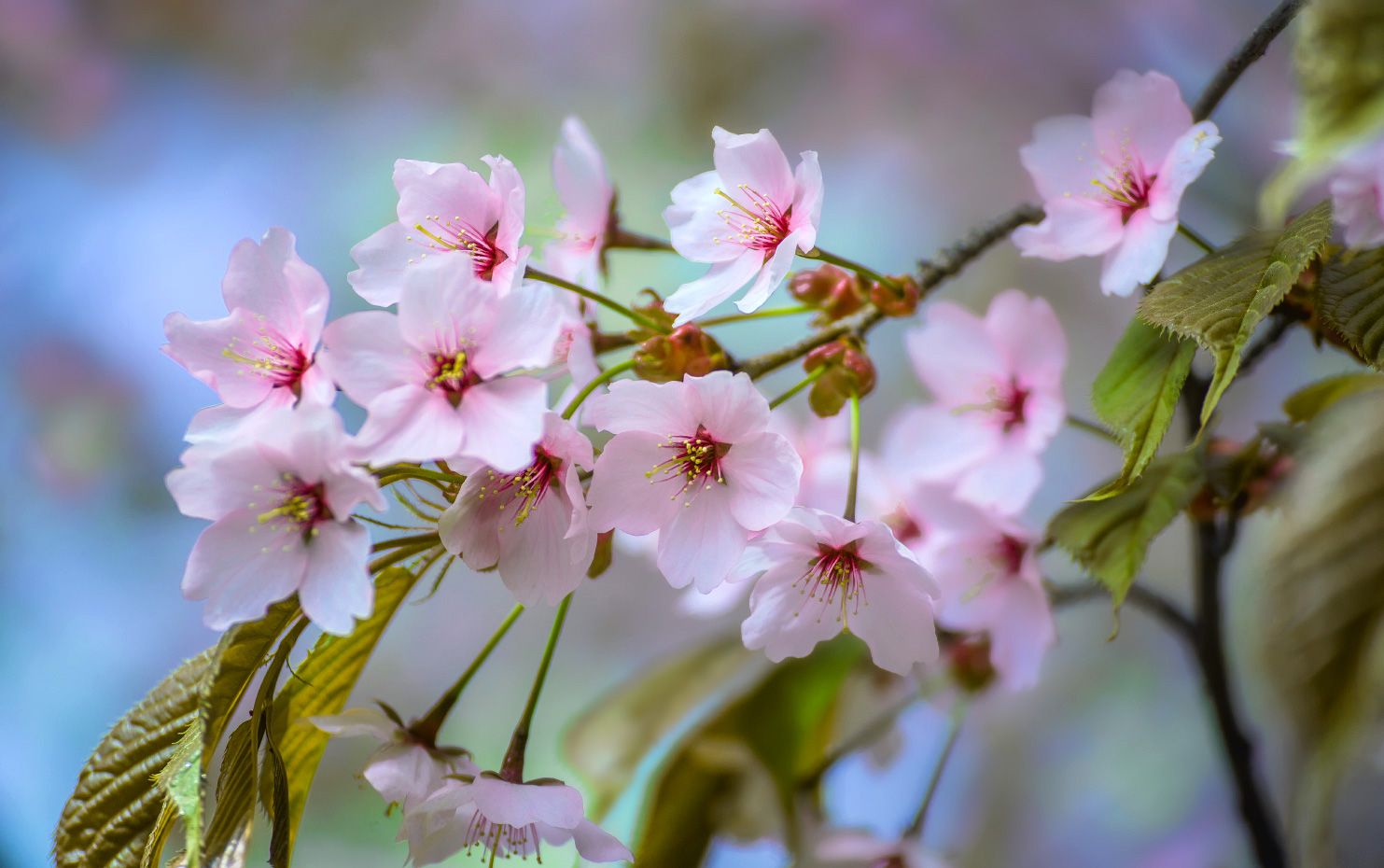 весна, цветение, природа, Виктор Климкин