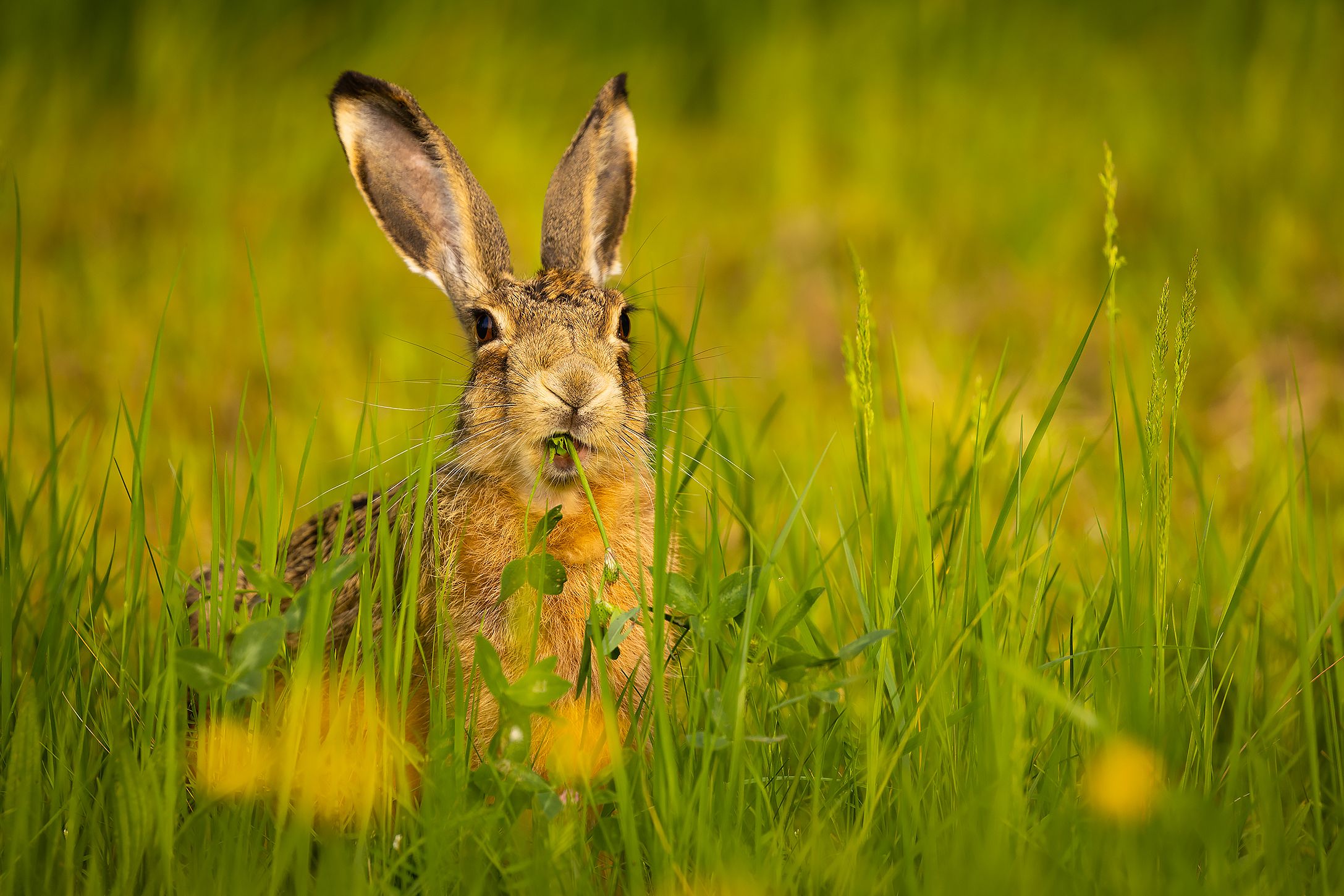 , Robert Adamec