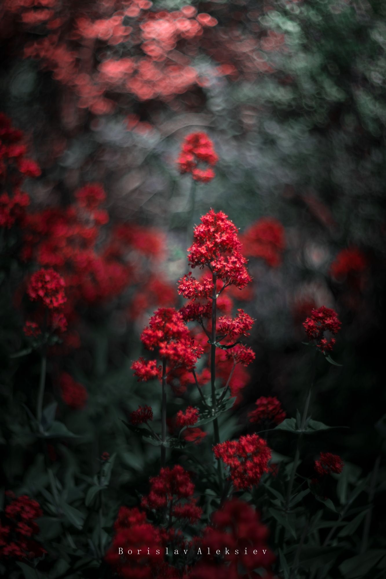 flowers,green,red,nature,bokeh,nature,light,blue, Борислав Алексиев