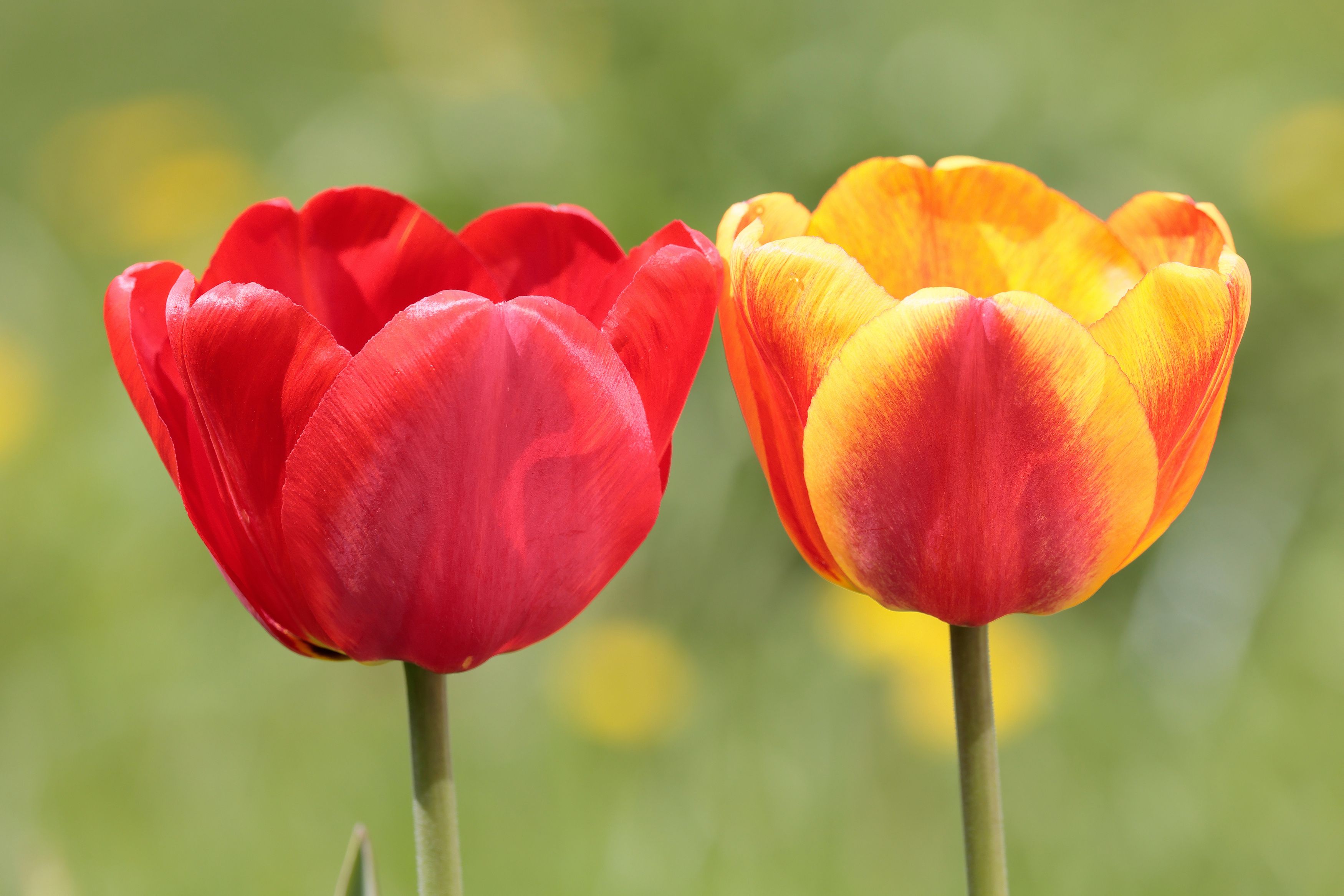 тюльпаны, природа, цветы, весна, Попов Алексей