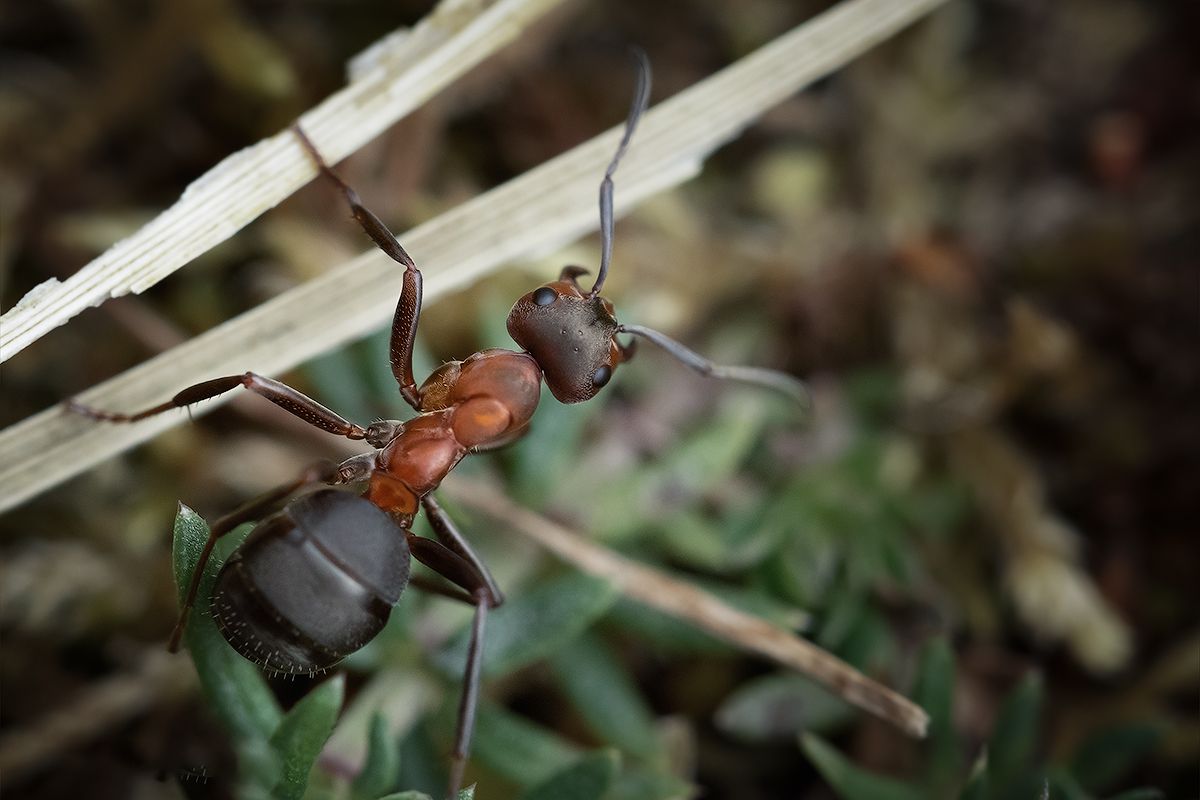 ant, forest, macro, Formica rufa, лесной муравей, муравей, рыжий муравей, макро, Хилько Марина