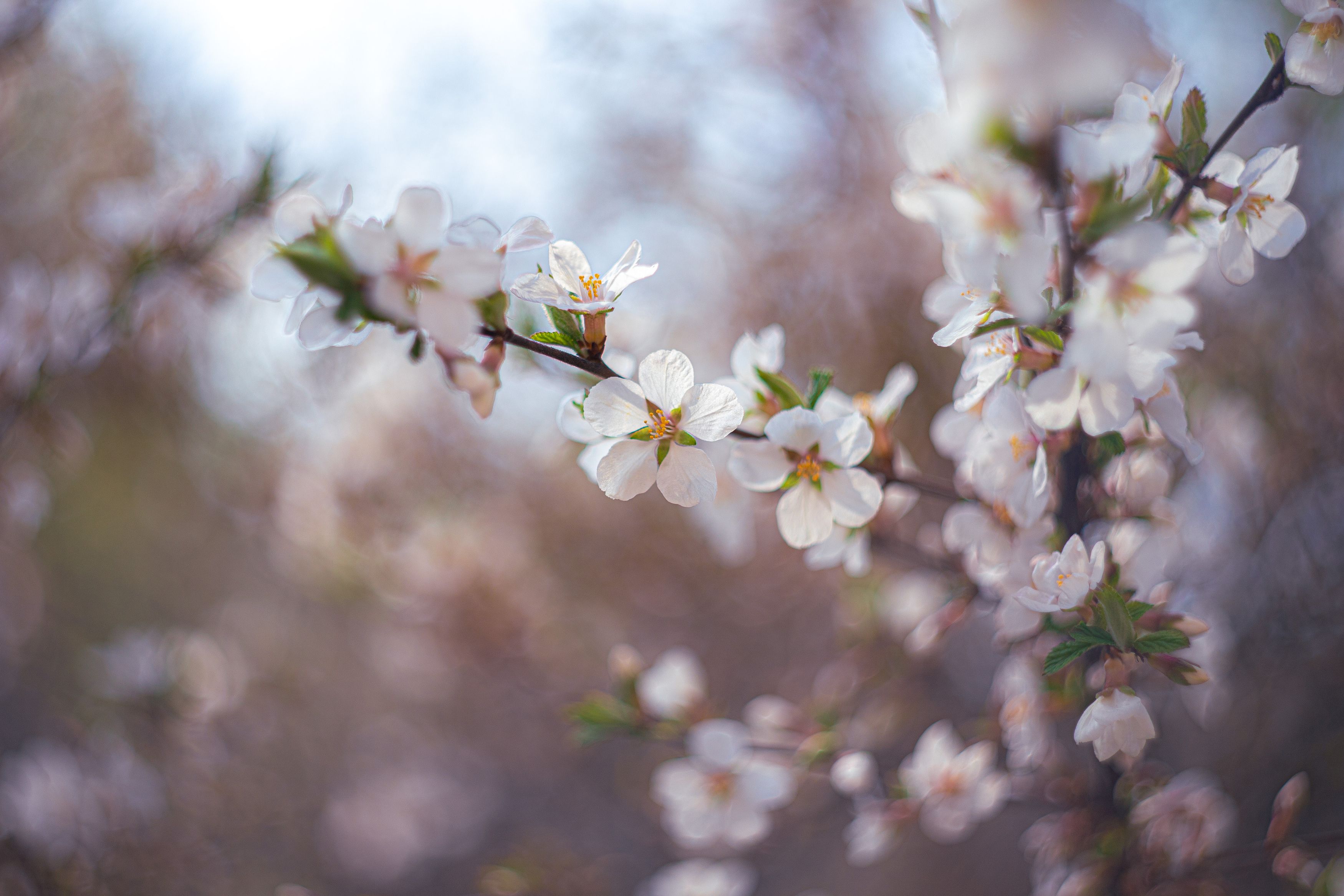 Весна, боке, цветы, Евгения Журавлева