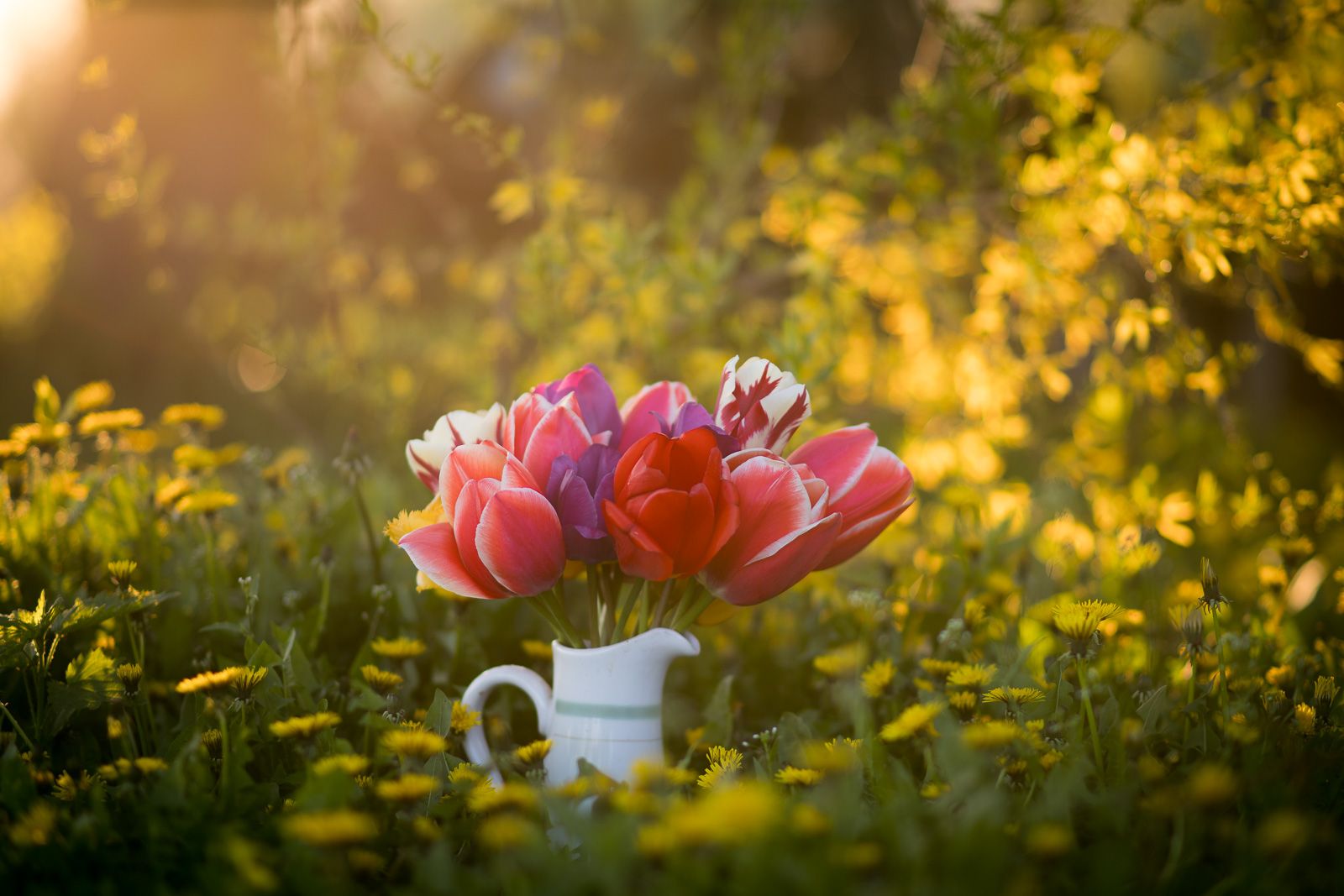 flowers, garden, tulipa, цветы, садовые, тюльпан, Алексей Юденков