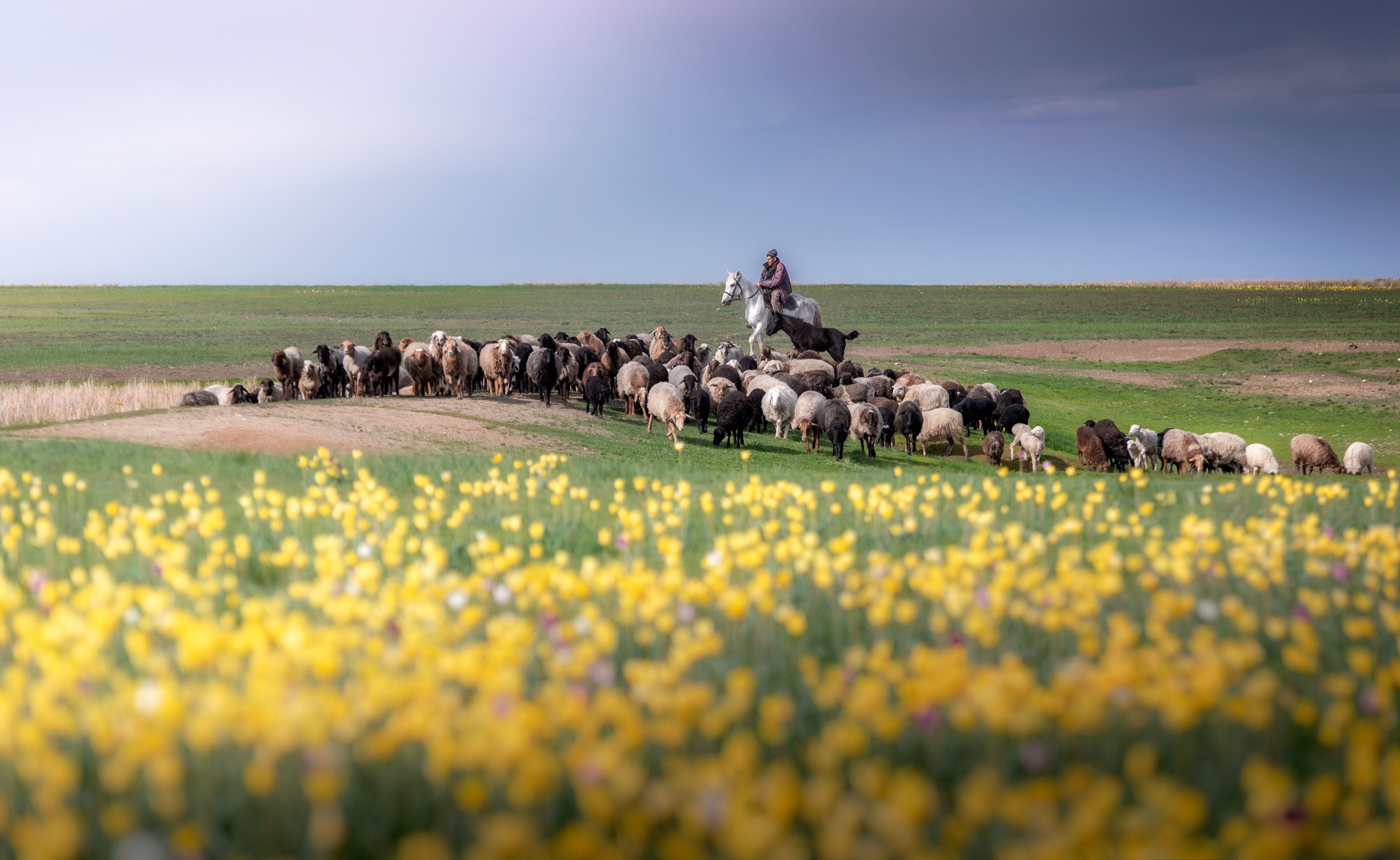 поле, степь, стадо, овцы, пастух, всадник, цветы, луг, Илья Логачёв