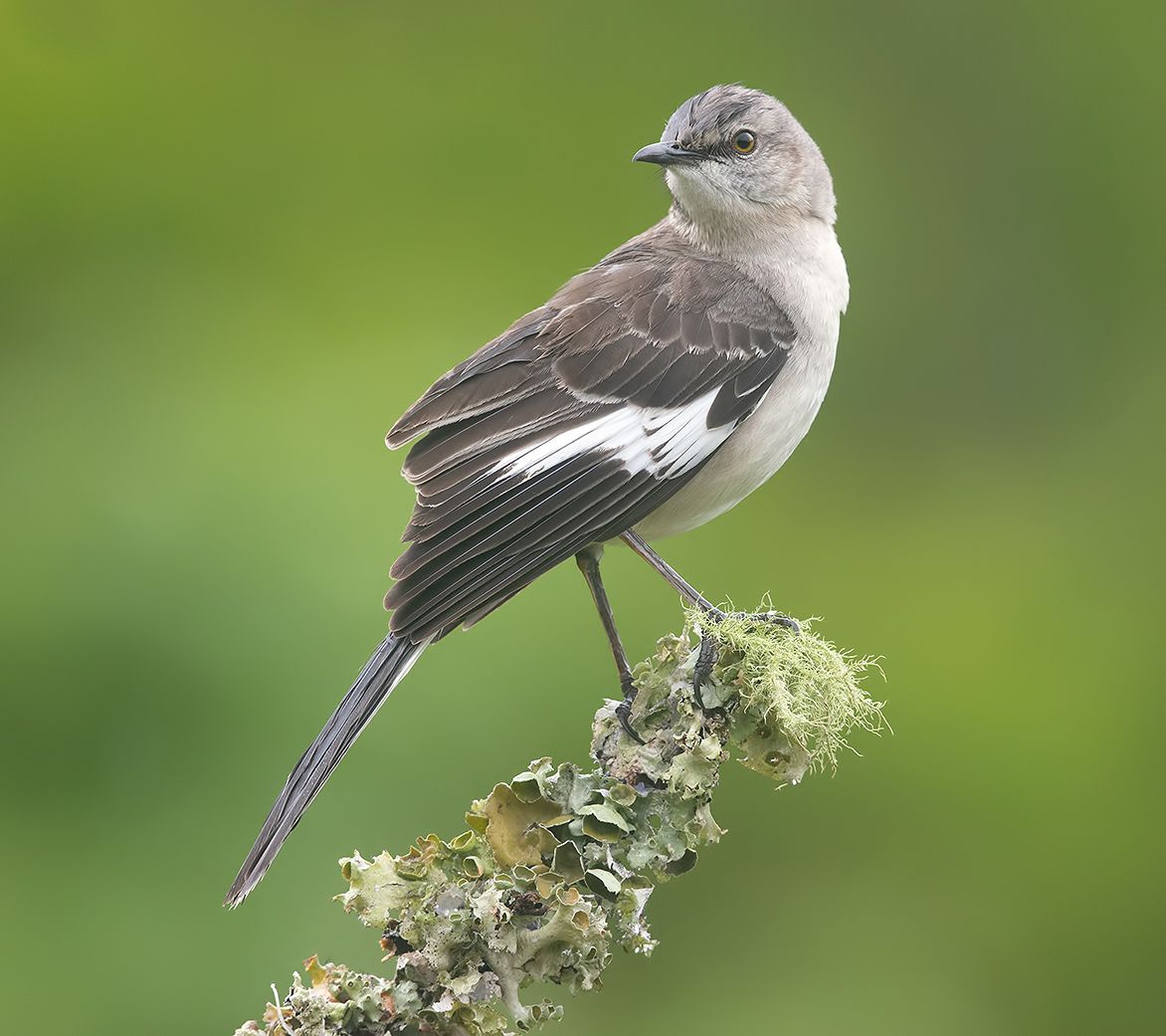 northern mockingbird, многоголосый пересмешник, пересмешник, mockingbird, Etkind Elizabeth