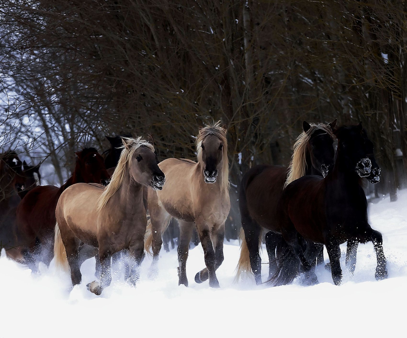 лошади, табун, зима,поле,природа, красота, horse,herd, animal, beautiful, winter,field, nature, Юлия Стукалова