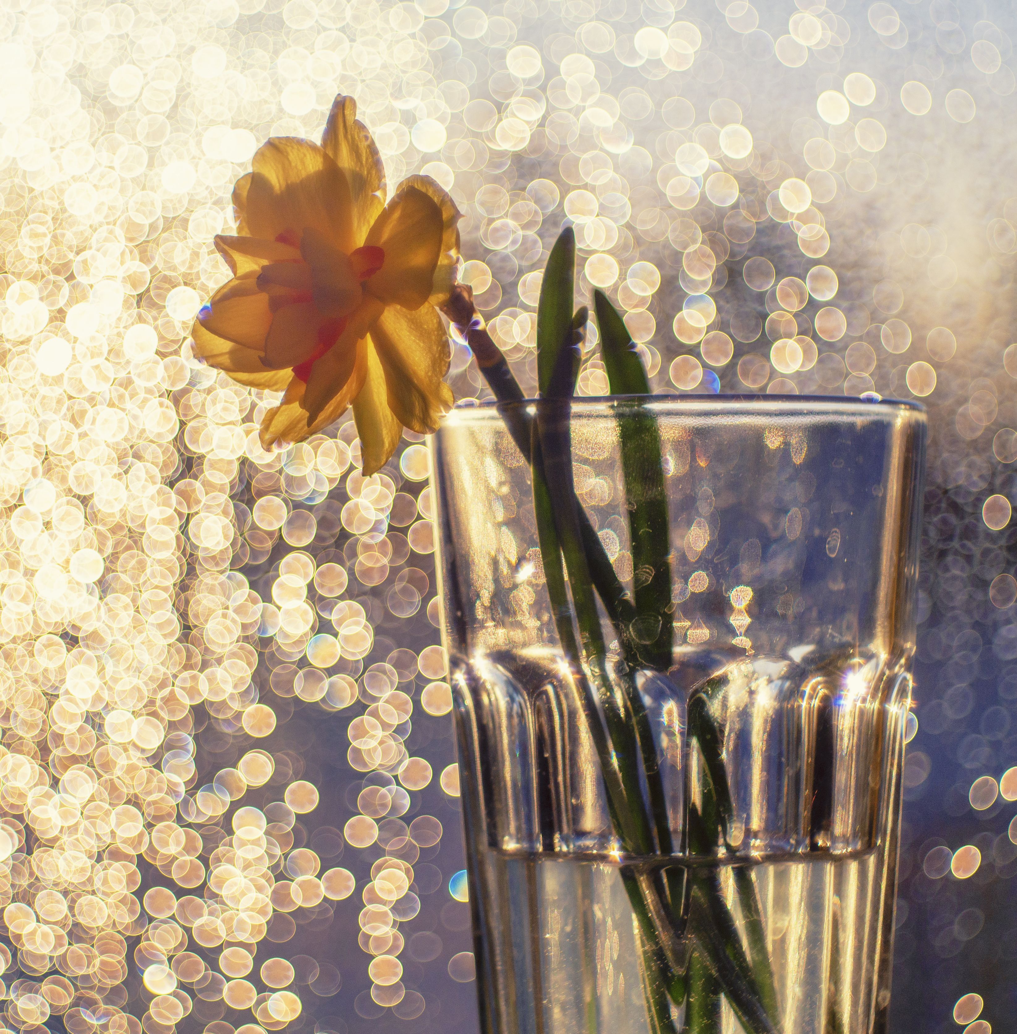 солнце, стакан, цветок, Андрей Хаймин