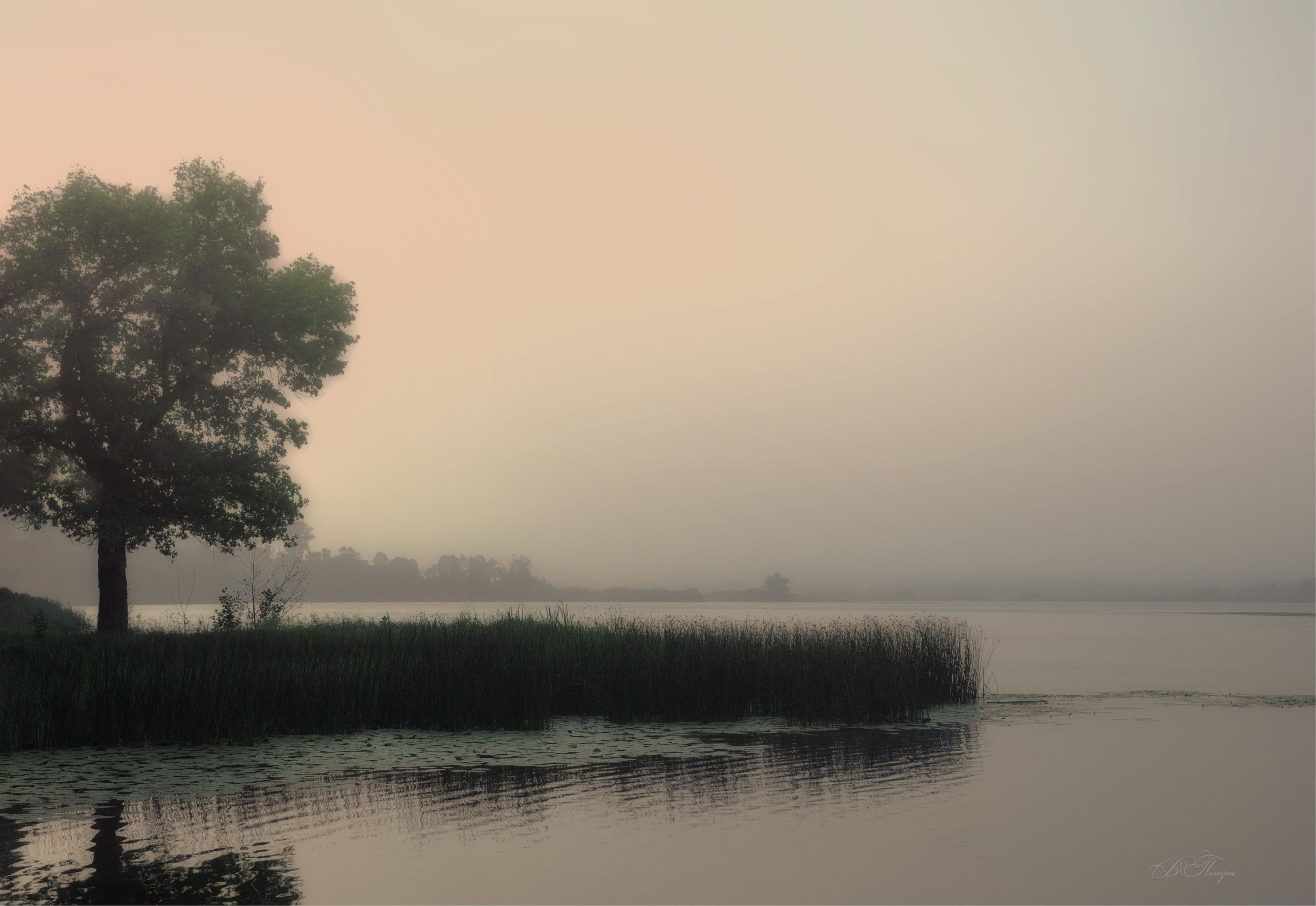 озеро дерево трава туман рассвет, Вера Петри