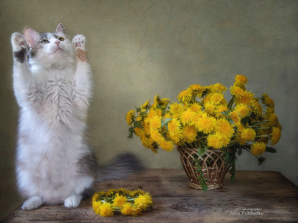 постановочное фото, натюрморт, весна, цветы, одуванчики, кошка, домашние животные, Приходько Ирина