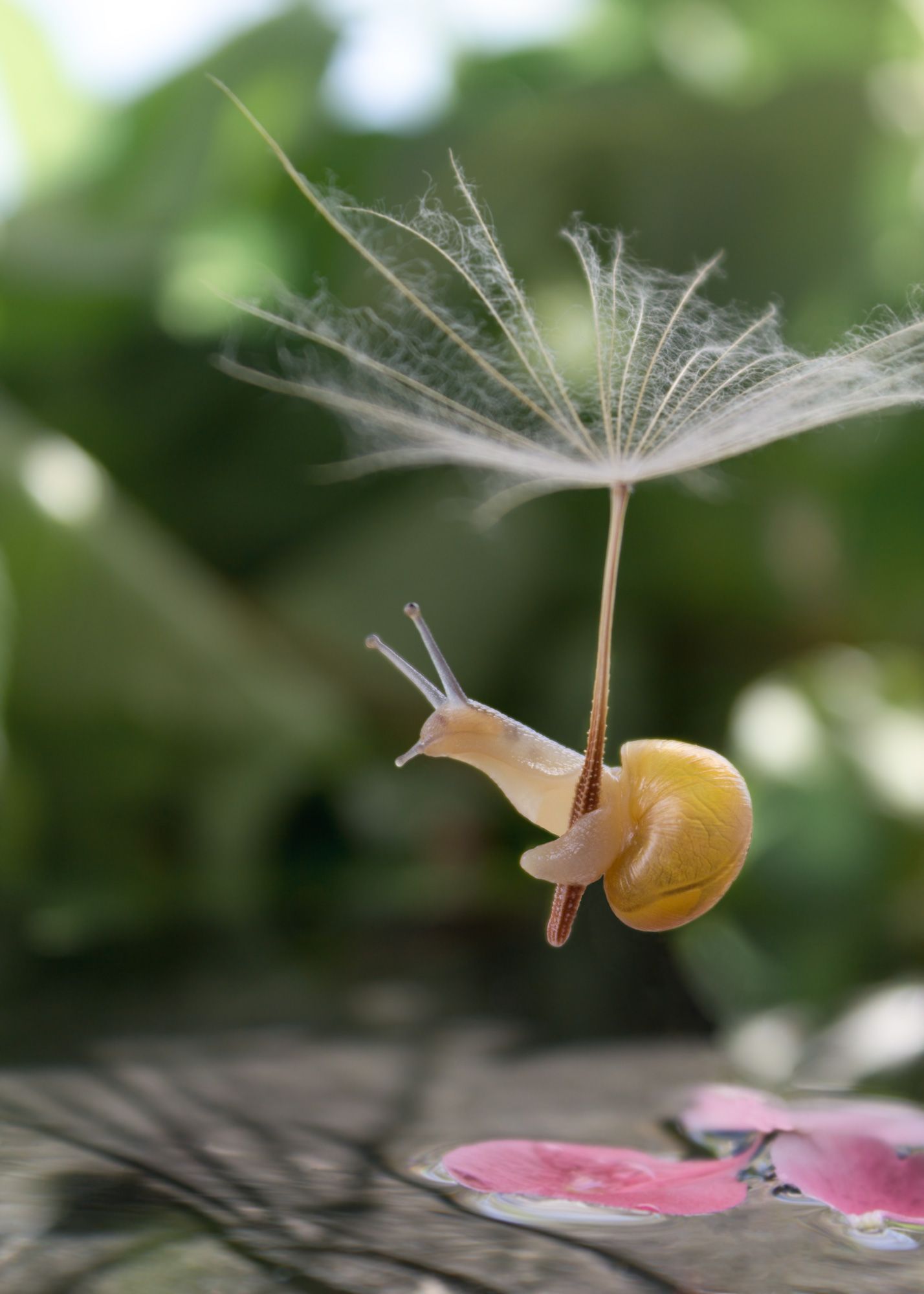 #snail #macro #dandelion #macrophotography #nature #wallpaper #макро, Вікторія Крулько