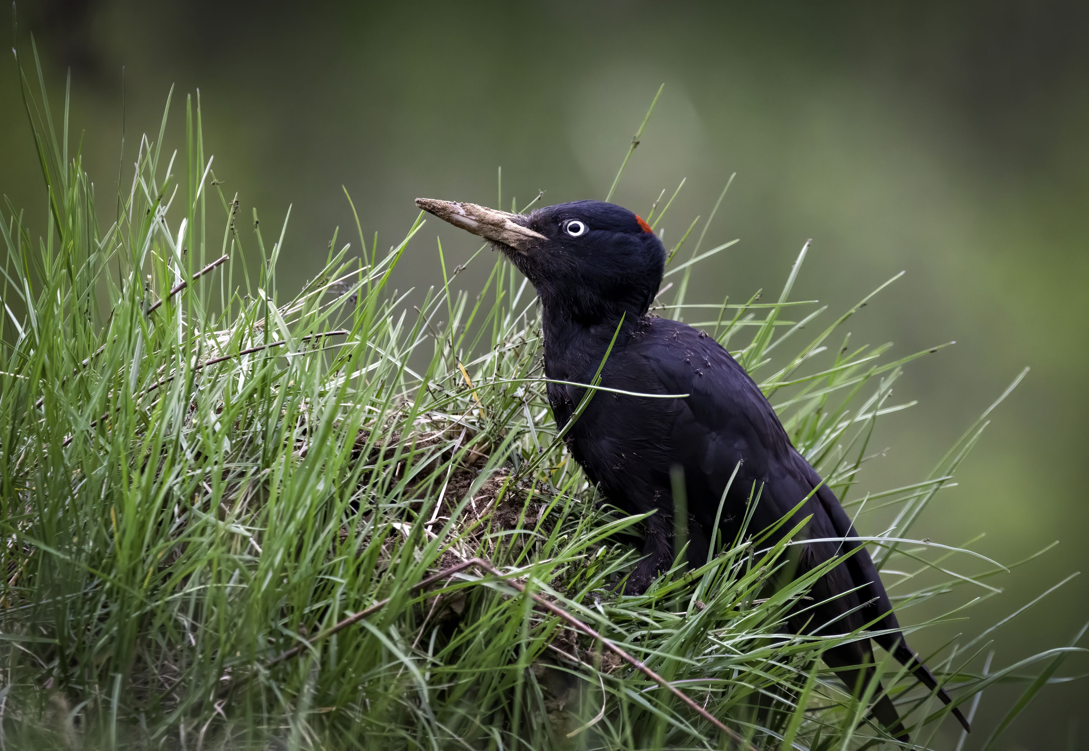 птицы, birds, woodpecker, wildlife, nature, природа, фото птиц, Михаил Ездаков