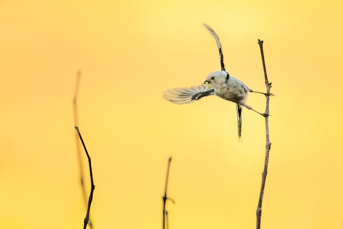 Long-tailed tit, bird, птица,Длиннохвостая синица, Wojciech Grzanka