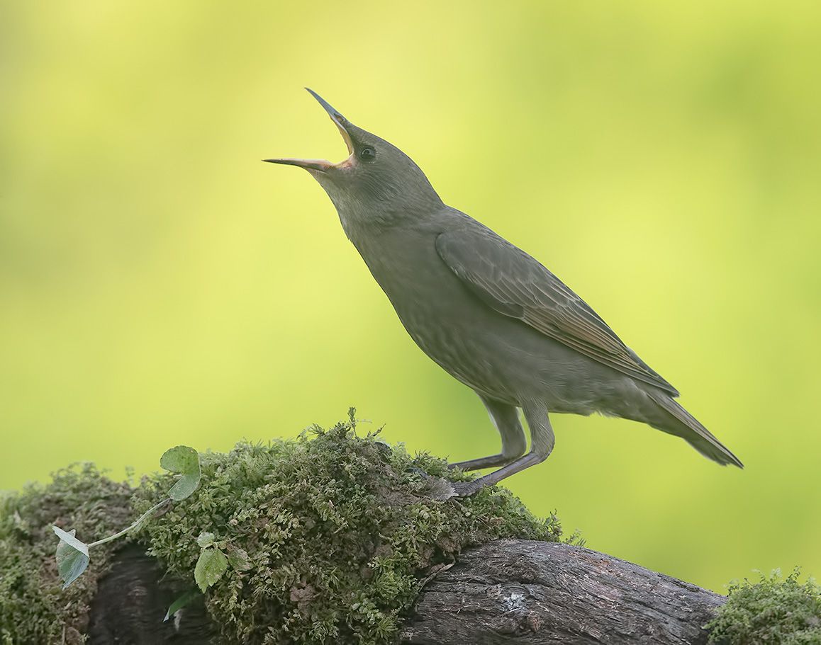 скворец, обыкновенный скворец, starling, весна, Etkind Elizabeth