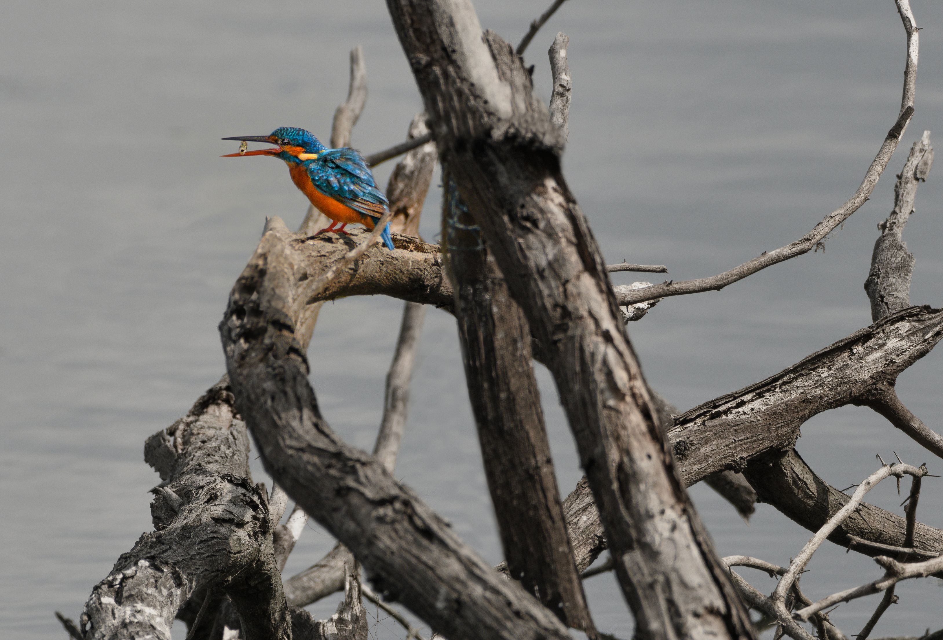 bird,birds,nikon,wild,water,shadows,lake,pond,flowers,swan,colors,nikon,beauty,nature,animals,eyes,egret,songbird,jungle,white,kingfisher,hunt,fish, G N RAJA