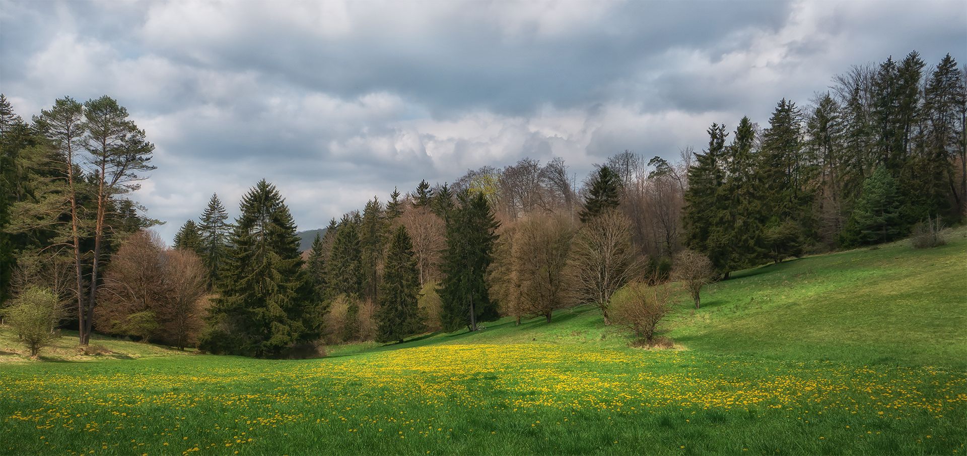весна одуванчик поле луг жёлтый, Alexandr Zypin