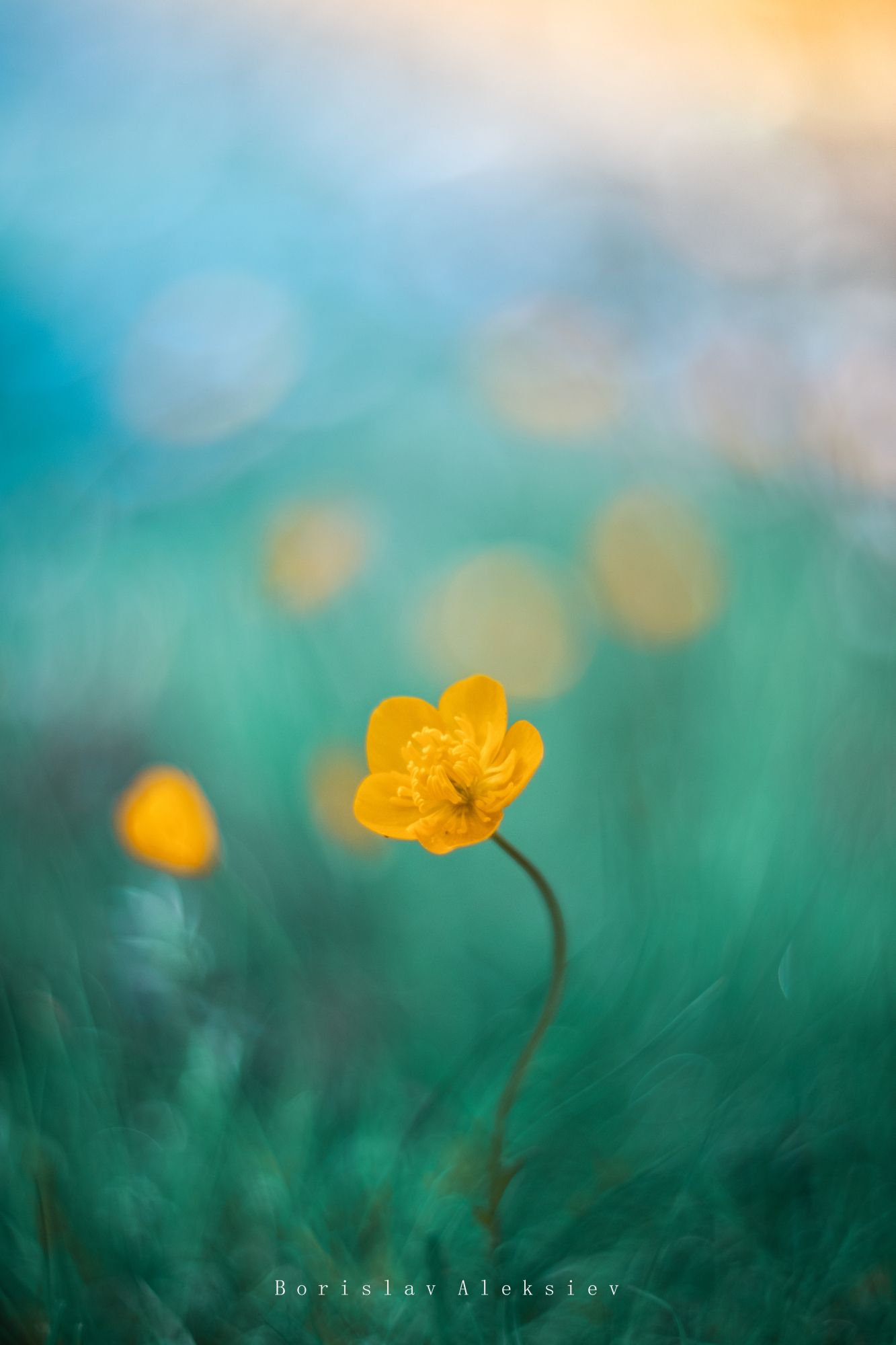 flowers,yellow,blue,green,nature,zenit,light,bokeh,, Борислав Алексиев