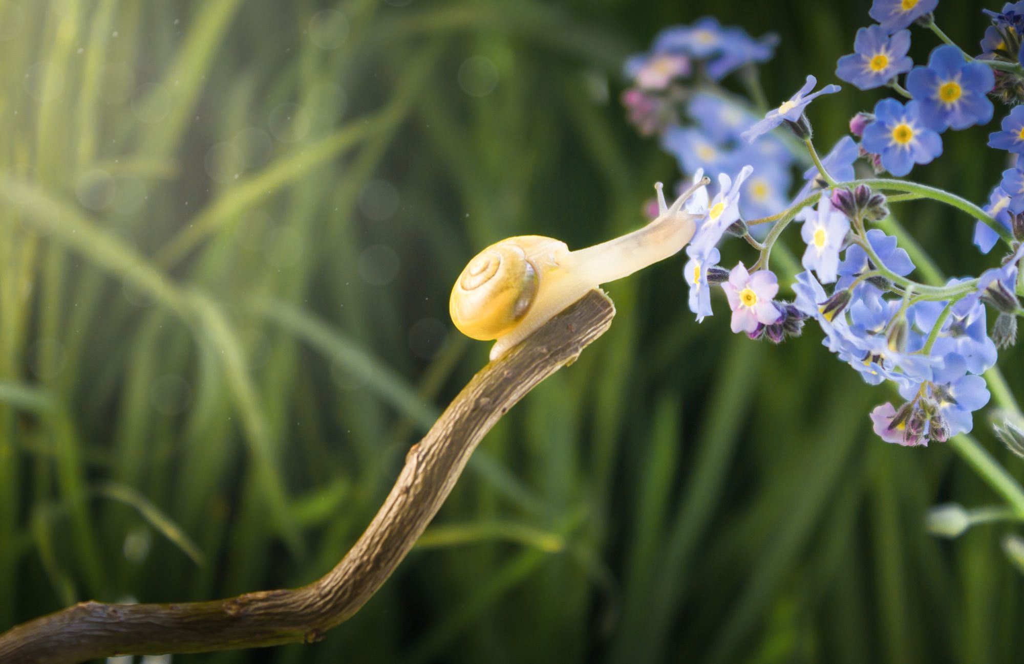 #snail #macro #narure #flower #wallpaper #background #closeup, Вікторія Крулько