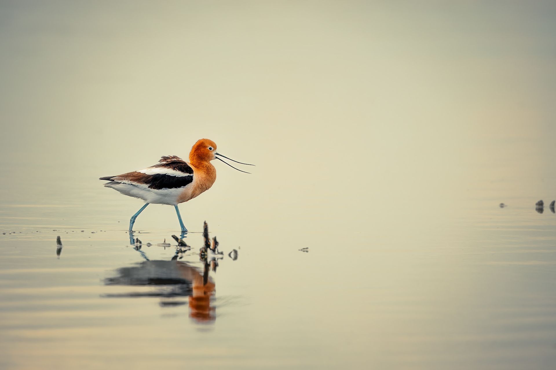 avocet, bird, song bird, water, mirror, reflection, lake, river, nature, Zhao Huapu