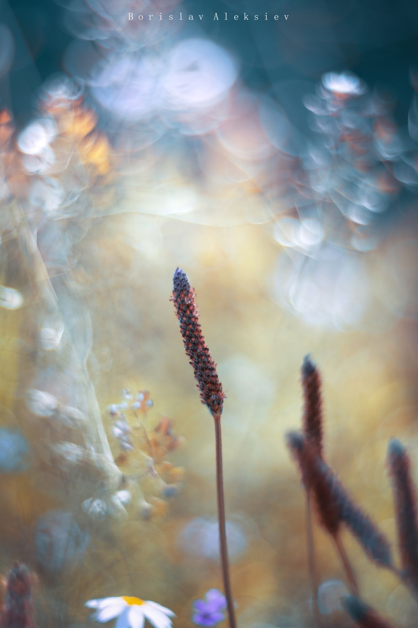 blue,flower,bokeh,zenit,helios,nature,grass, Борислав Алексиев