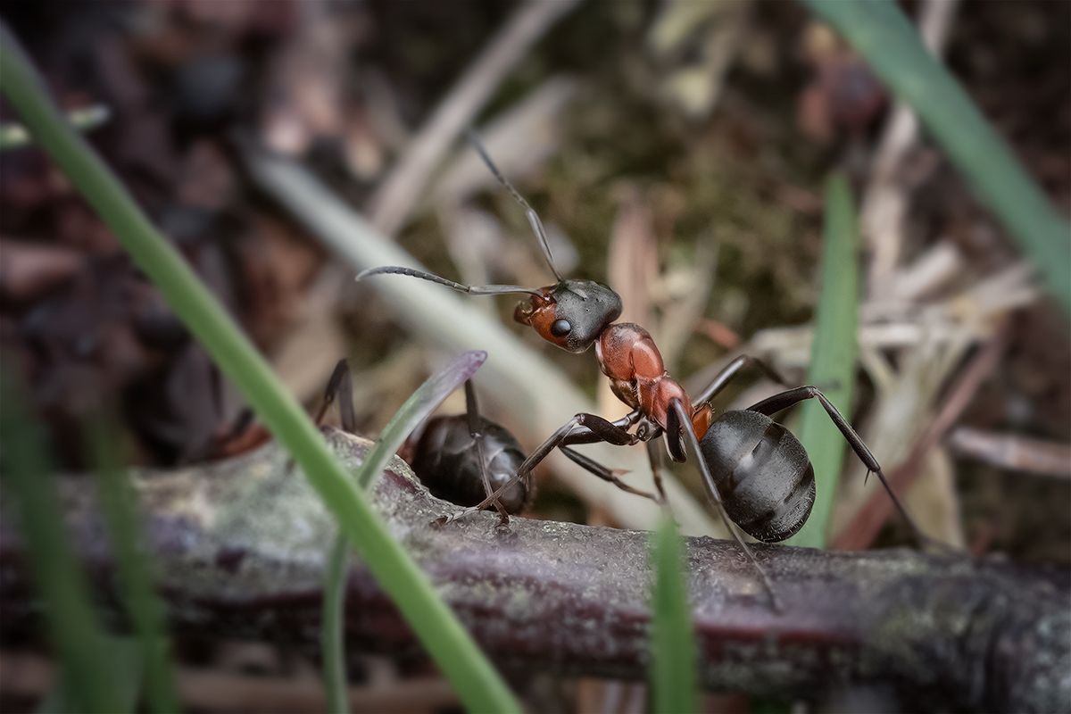 муравей, макро, природа, насекомые, ant, macro, Хилько Марина