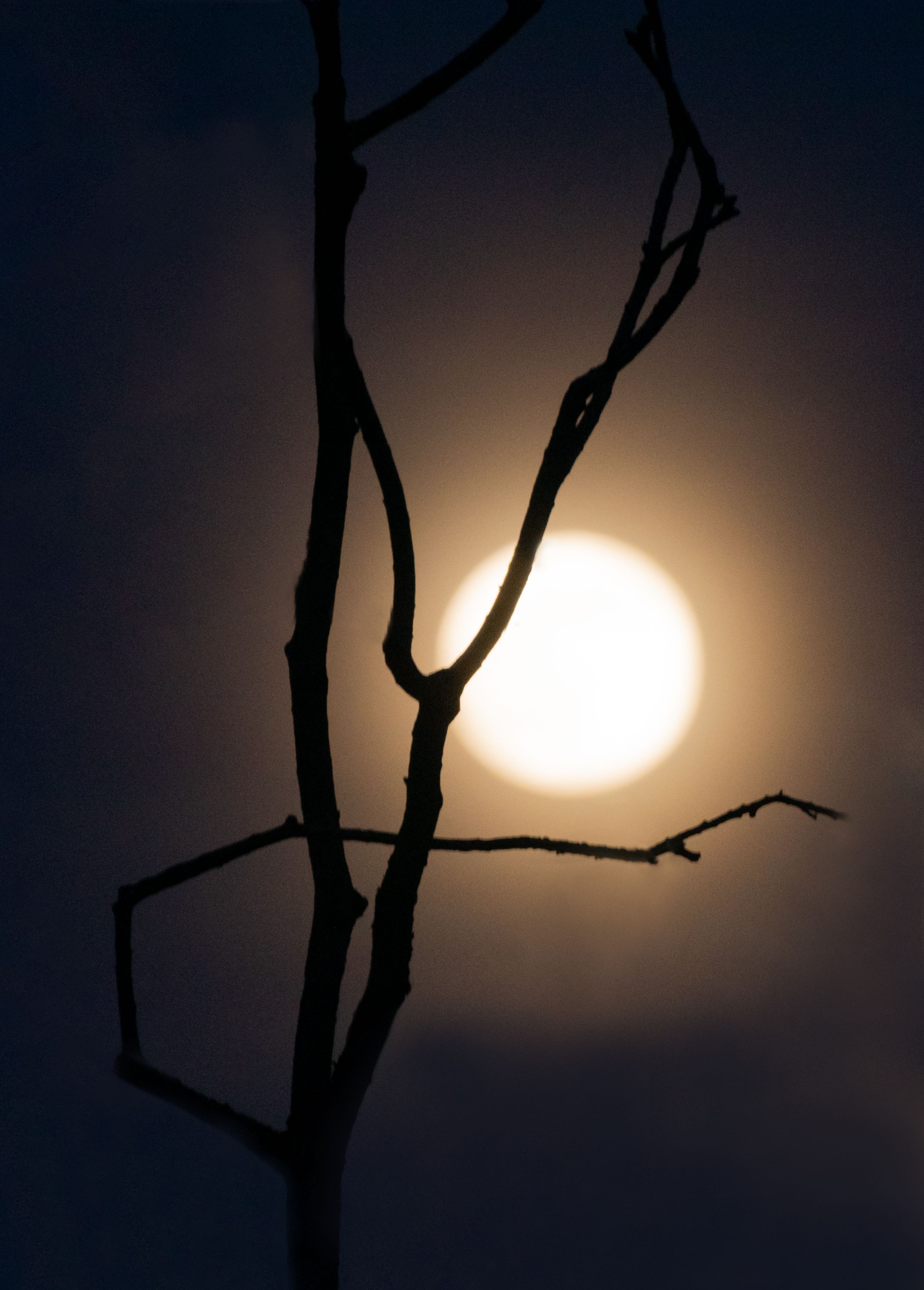 Луна дерево ночь, Наталья Королева