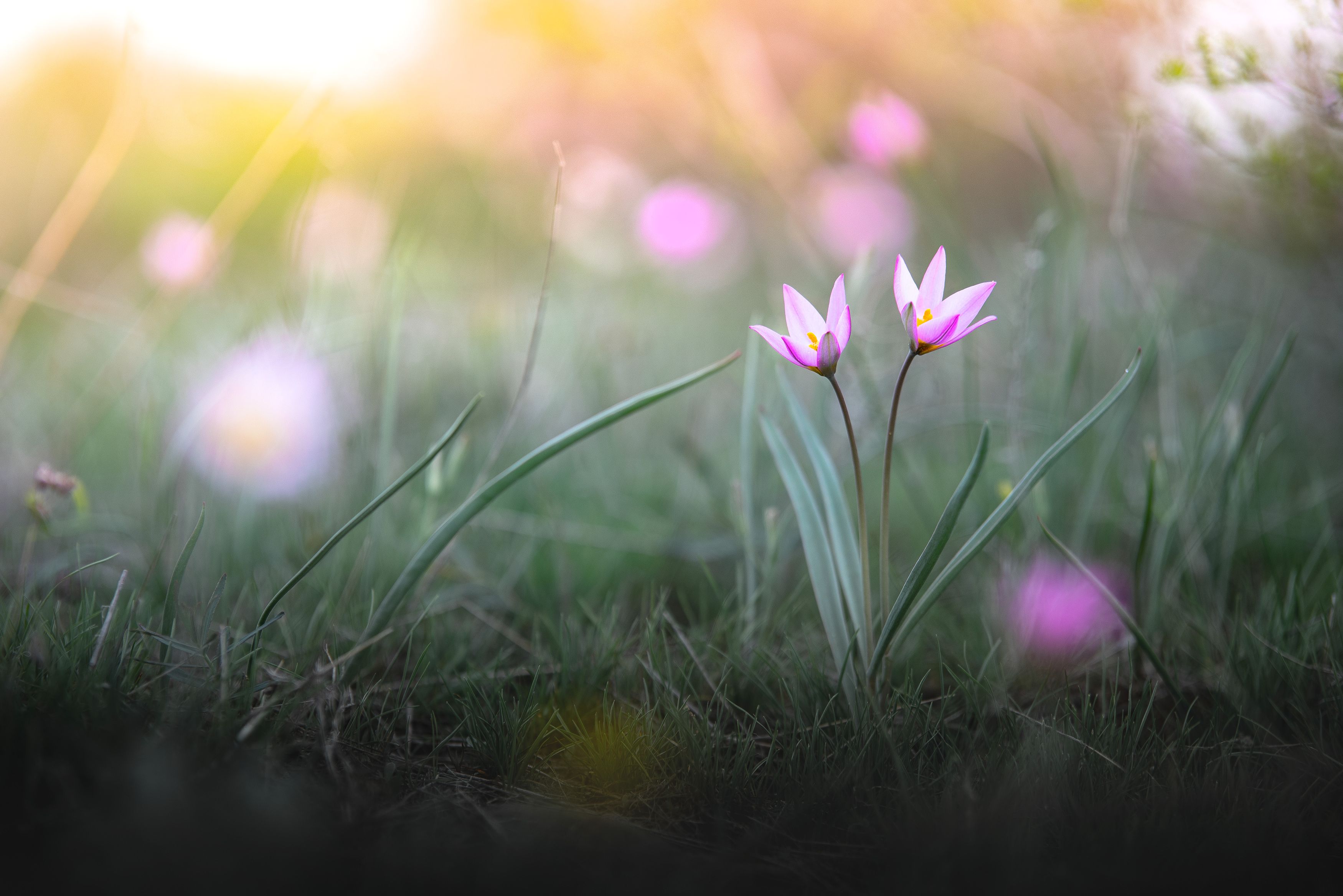 цветы, весна, тюльпаны, Илья Логачёв