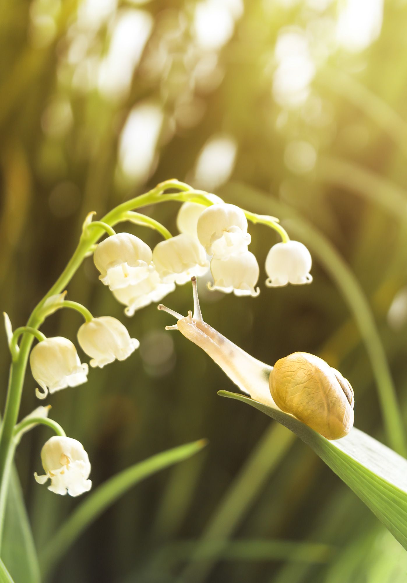 #macro #flower #snail #macro #nature #wallpaper, Вікторія Крулько