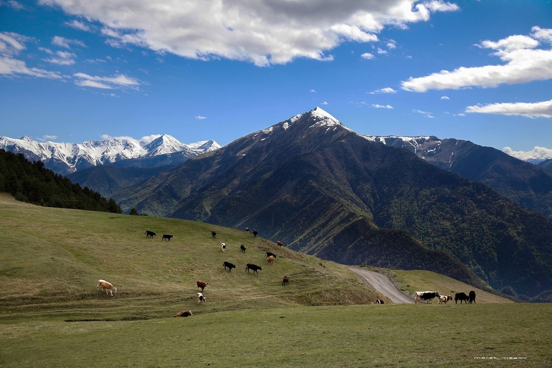 горы,коровы,пейзаж,природа,дагестан,marat_magov,, Magov Marat
