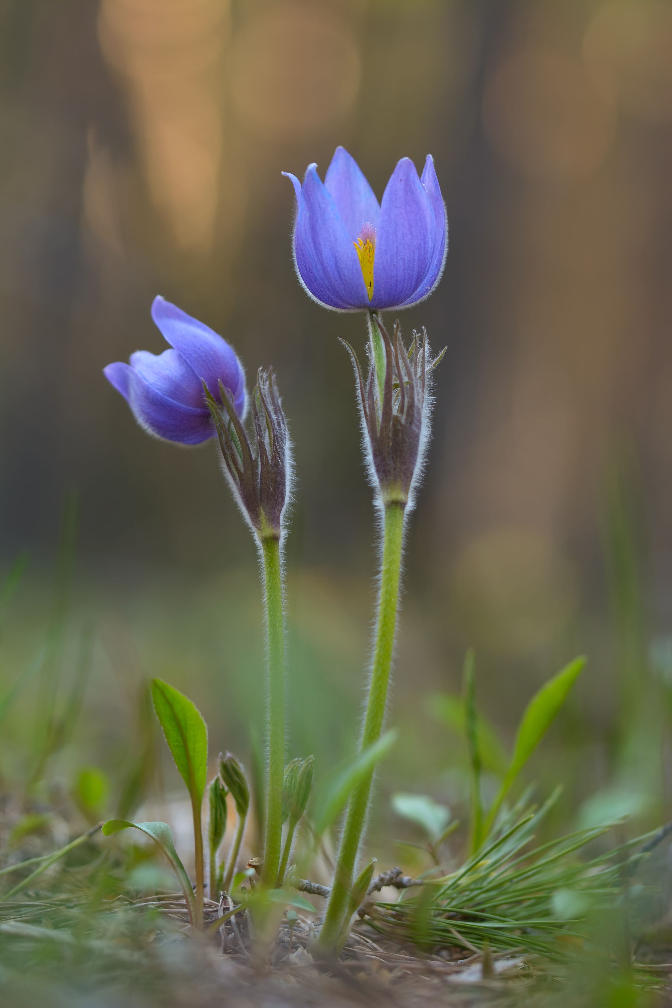 сон-трава, прострел, pulsatilla mill., цветы, весна, май, лес, вечер, Павел Черенков