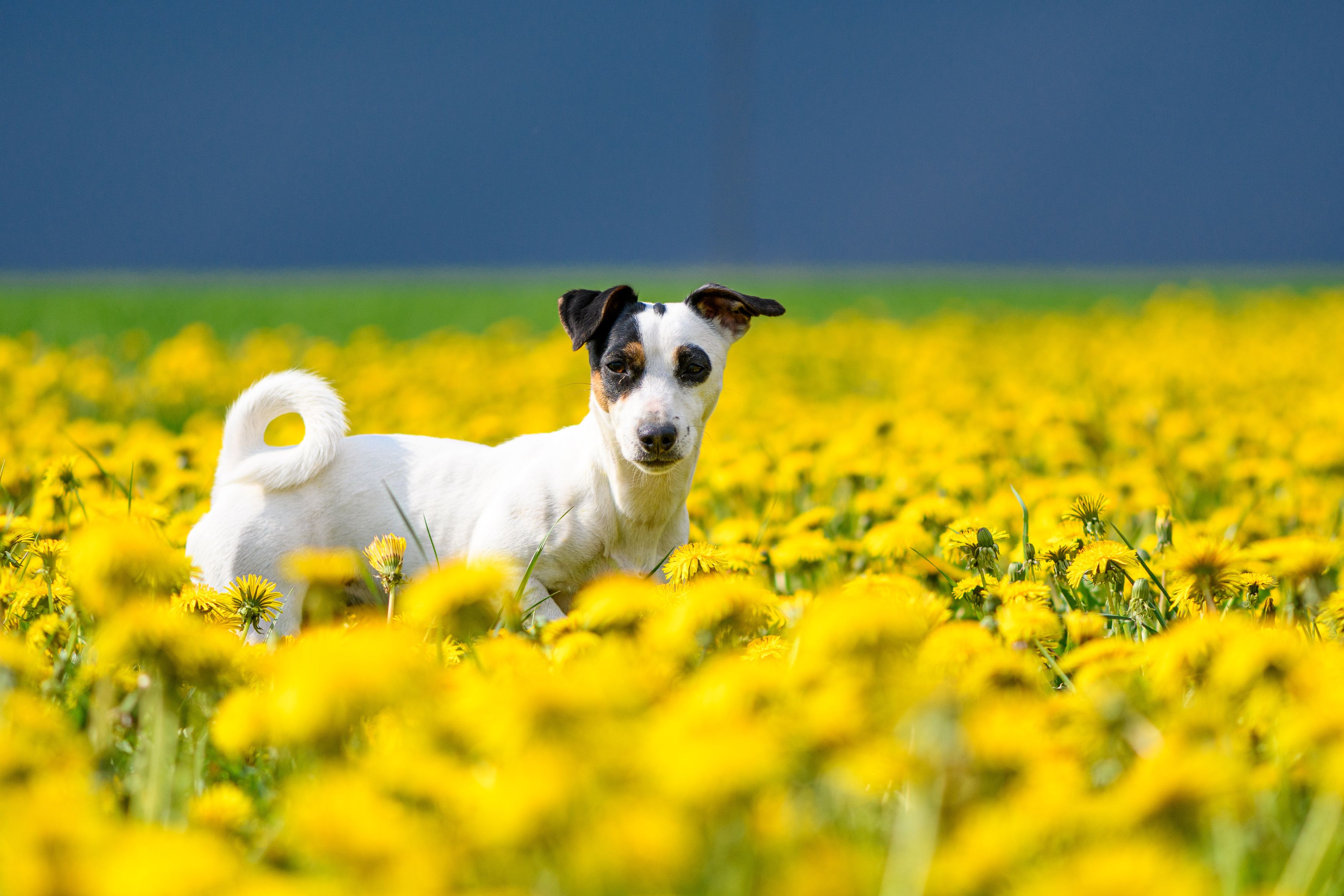 dandelion field, yellow blue sky, jack russell terrier, ukrain, symbols,  Mykhailo