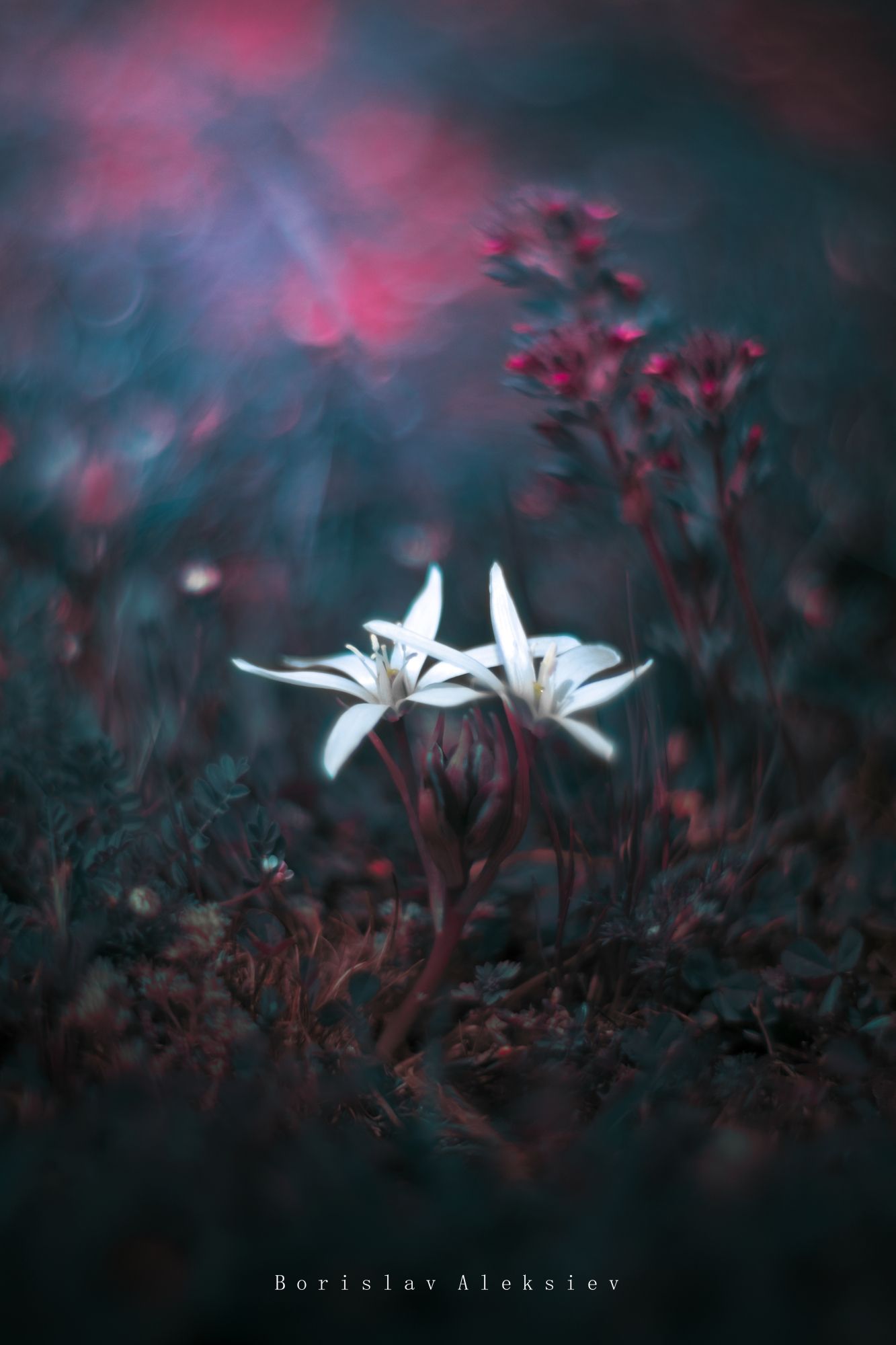 pink,blue,flower,bokeh,zenit,helios,nature,, Борислав Алексиев