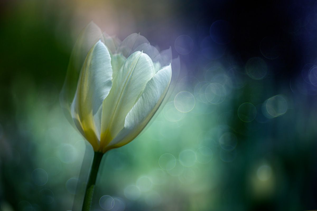 close-up, tulip, Игорь Копцев
