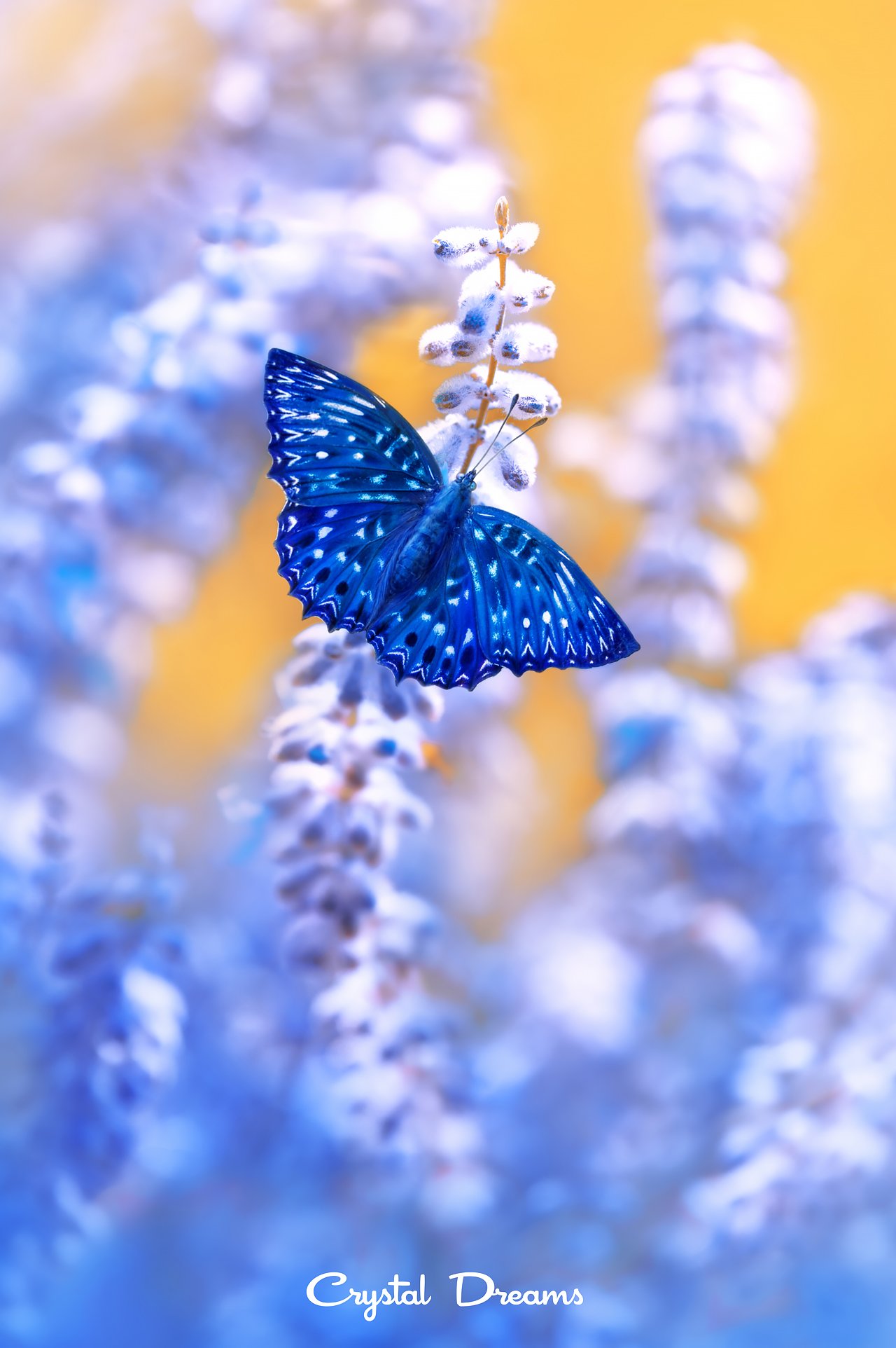 Autumn, Butterfly, Color, Crystal Dreams, Flowers, Light, Magic, Nature, Shadow, Татьяна Крылова