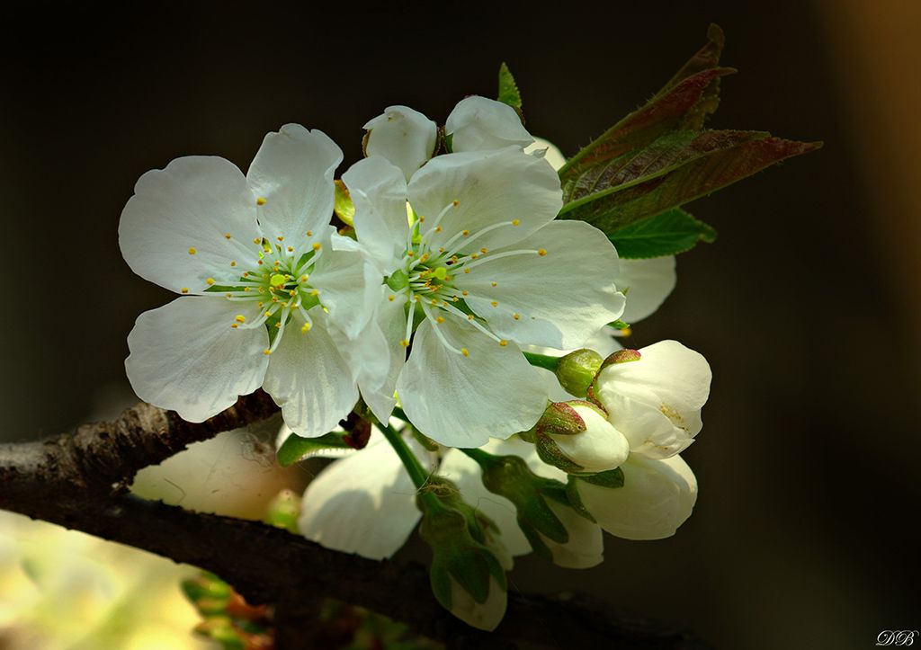 blossom, cherry, close-up, color, colors, color image, macro, nature, photography, spring, springtime, tree, white,, Dr Didi Baev