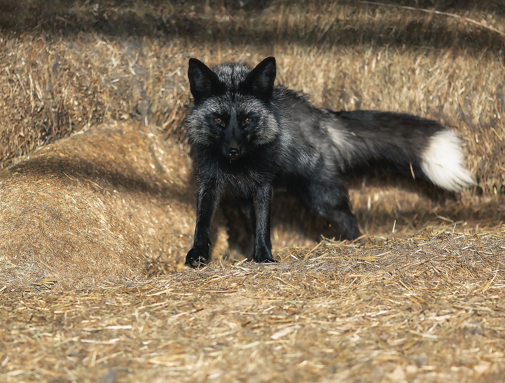 лиса, чернобурая, красота,fox, black, beautiful, nature, Юлия Стукалова