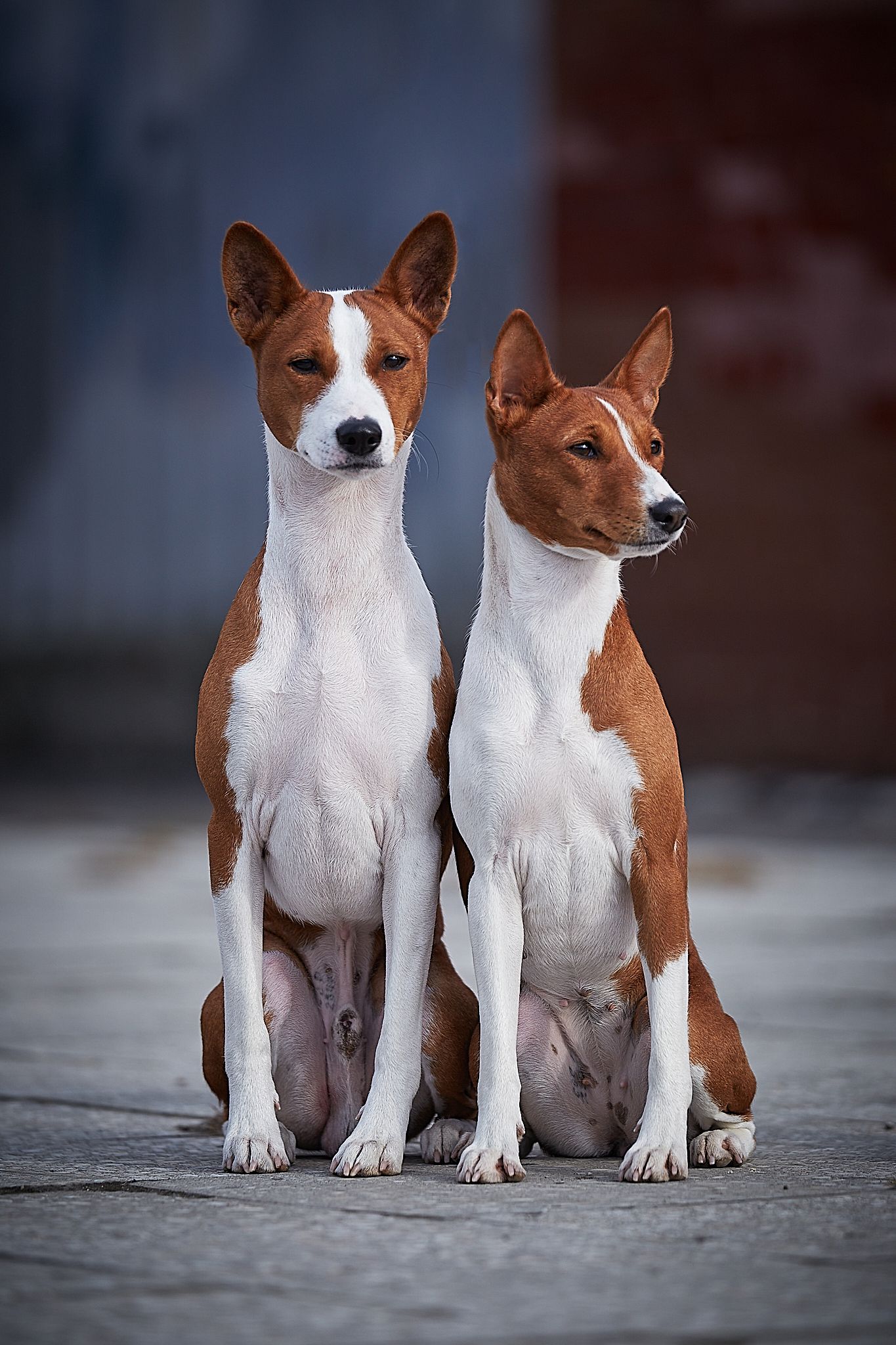 Басенджи, собаки, собака, pets, animals, basenji, Вострецов Иван