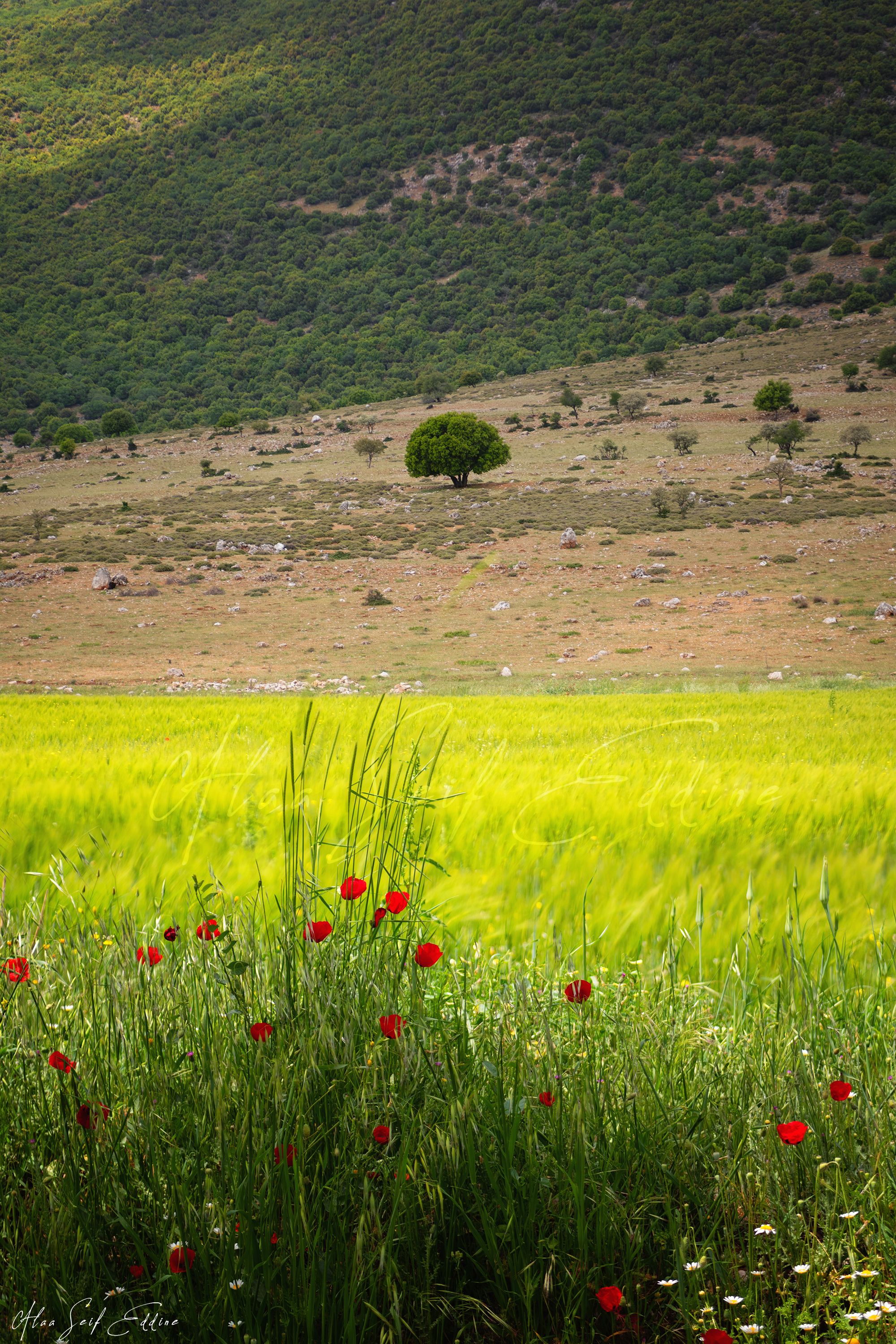 nature, spring, colors, colorful, landscape, wind, therapy, alaaseifeddinephotography, Alaa Seif Eddine