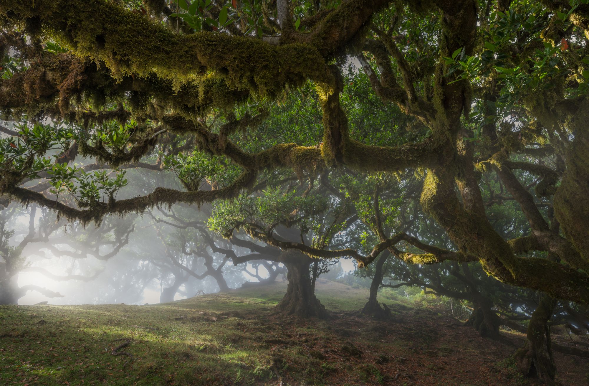 landscape, forest, rainforest, mood, fog, madeira, portugal, Stefano Balma