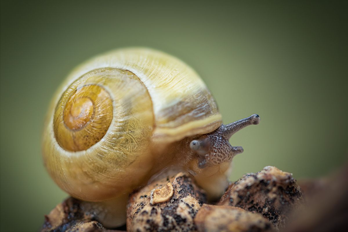 улитка, макро, snail. macro, nature, Хилько Марина