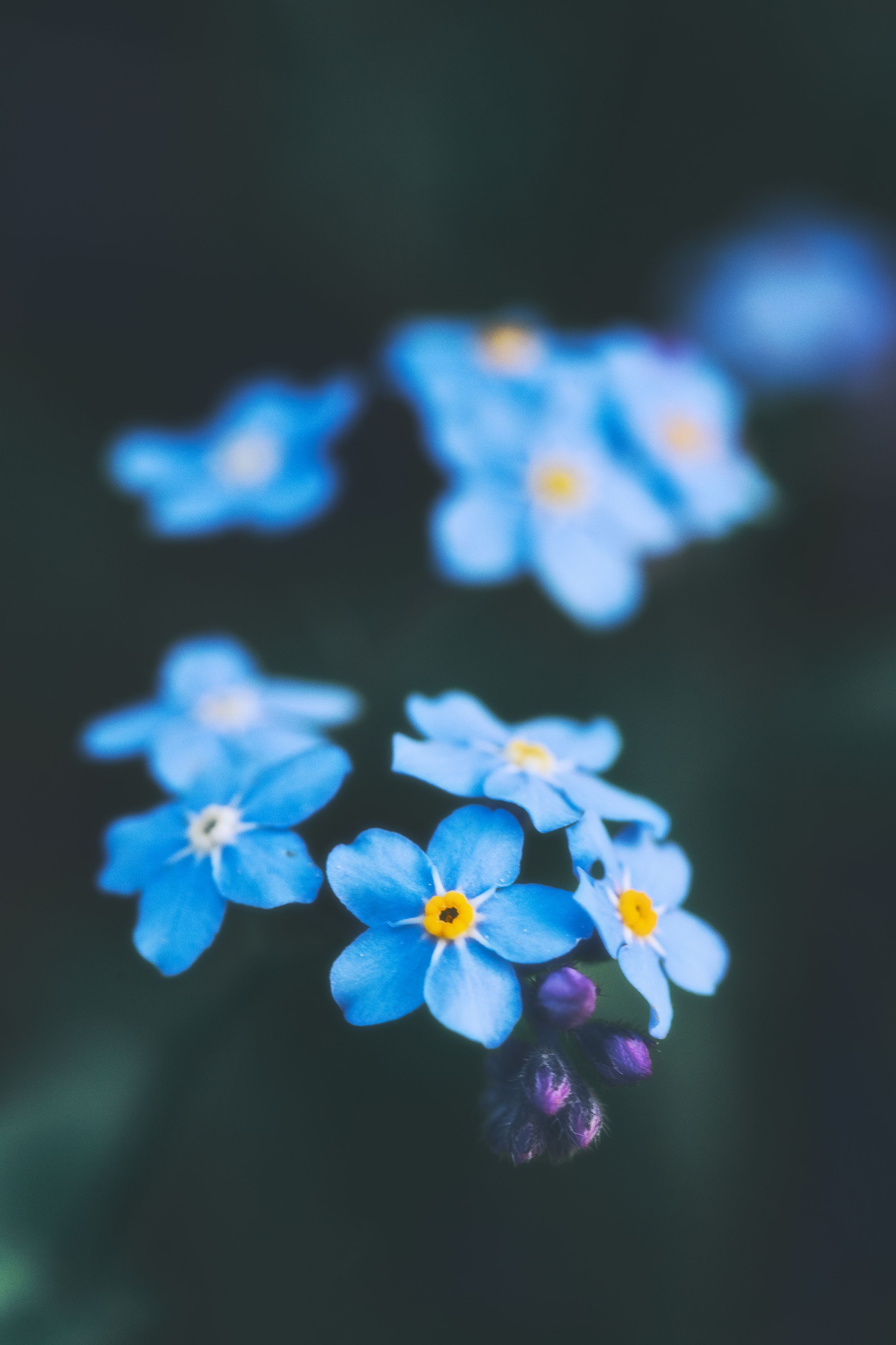 Незабудки, цветы, голубые, синие, макро, растения, природа обои, фото, картинки