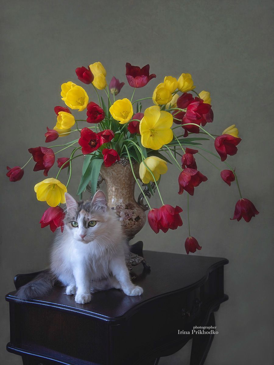 котонатюрморт, цветы, тюльпаны, букеты, кошка, домашние питомцы, постановочное фото, натюрморт, Приходько Ирина
